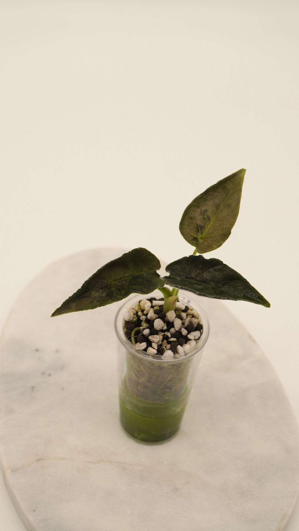 Alocasia Antoro Velvet Aurea