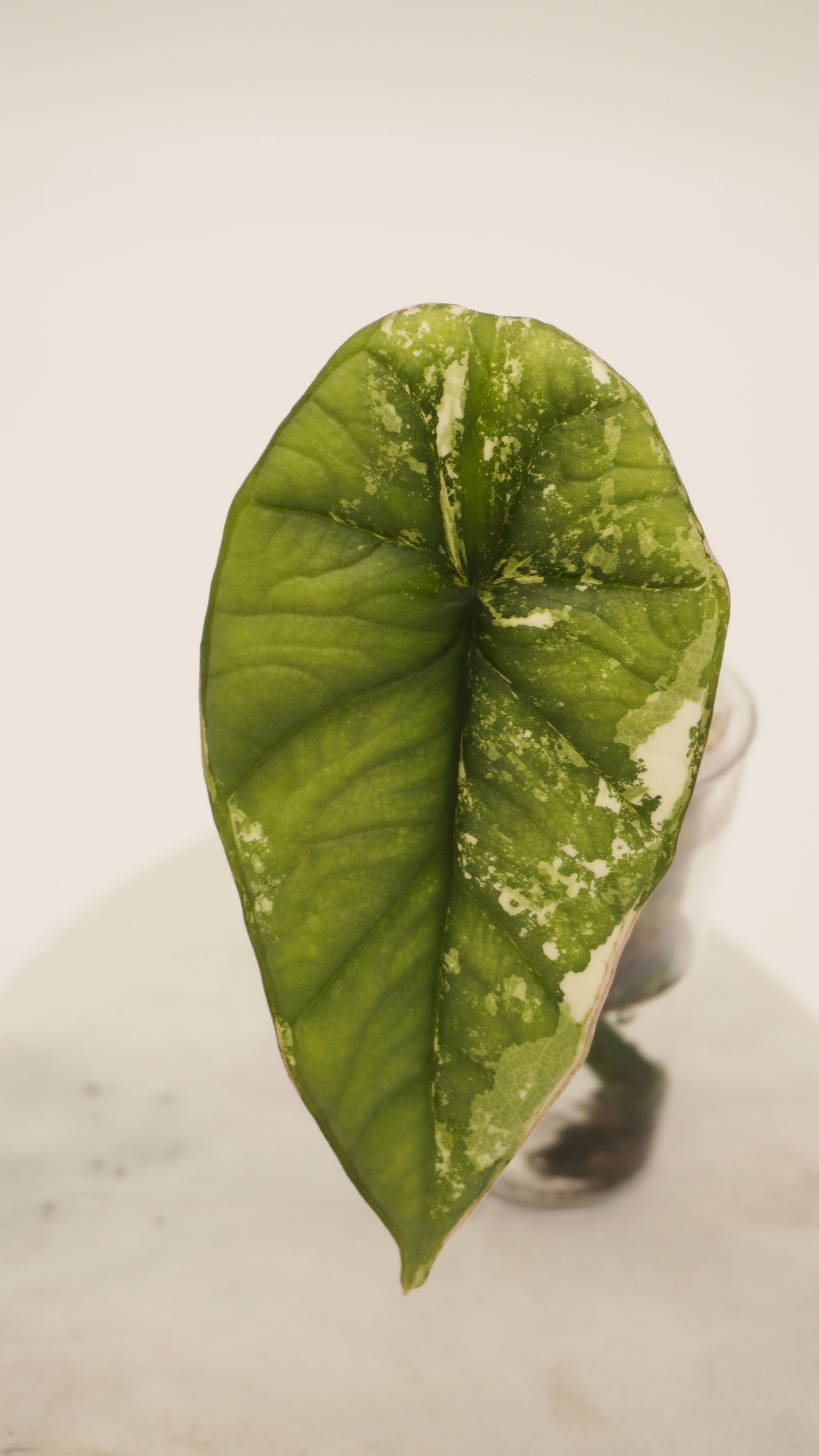 Alocasia Bisma Platinum albo