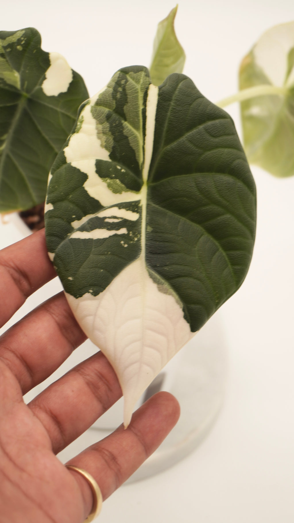 Alocasia Maharani Albo CORM