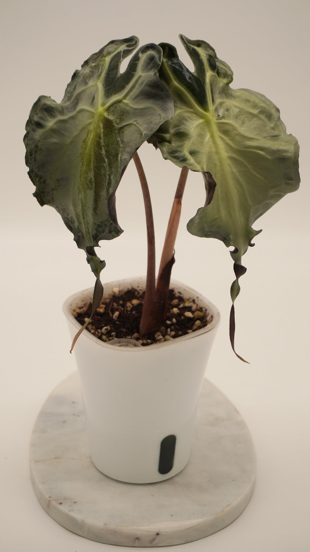 Alocasia Venom CORM