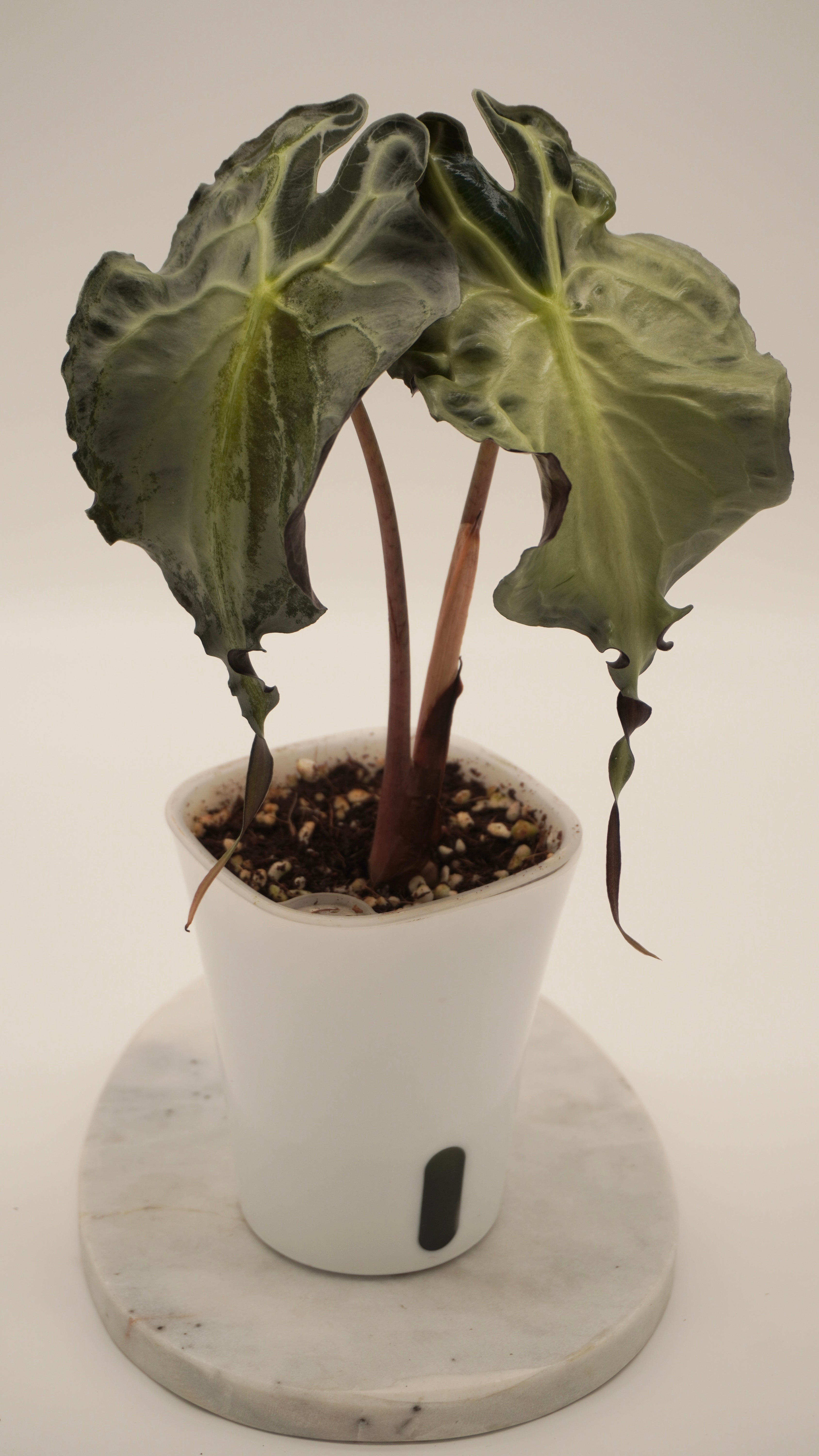 Alocasia Venom CORM