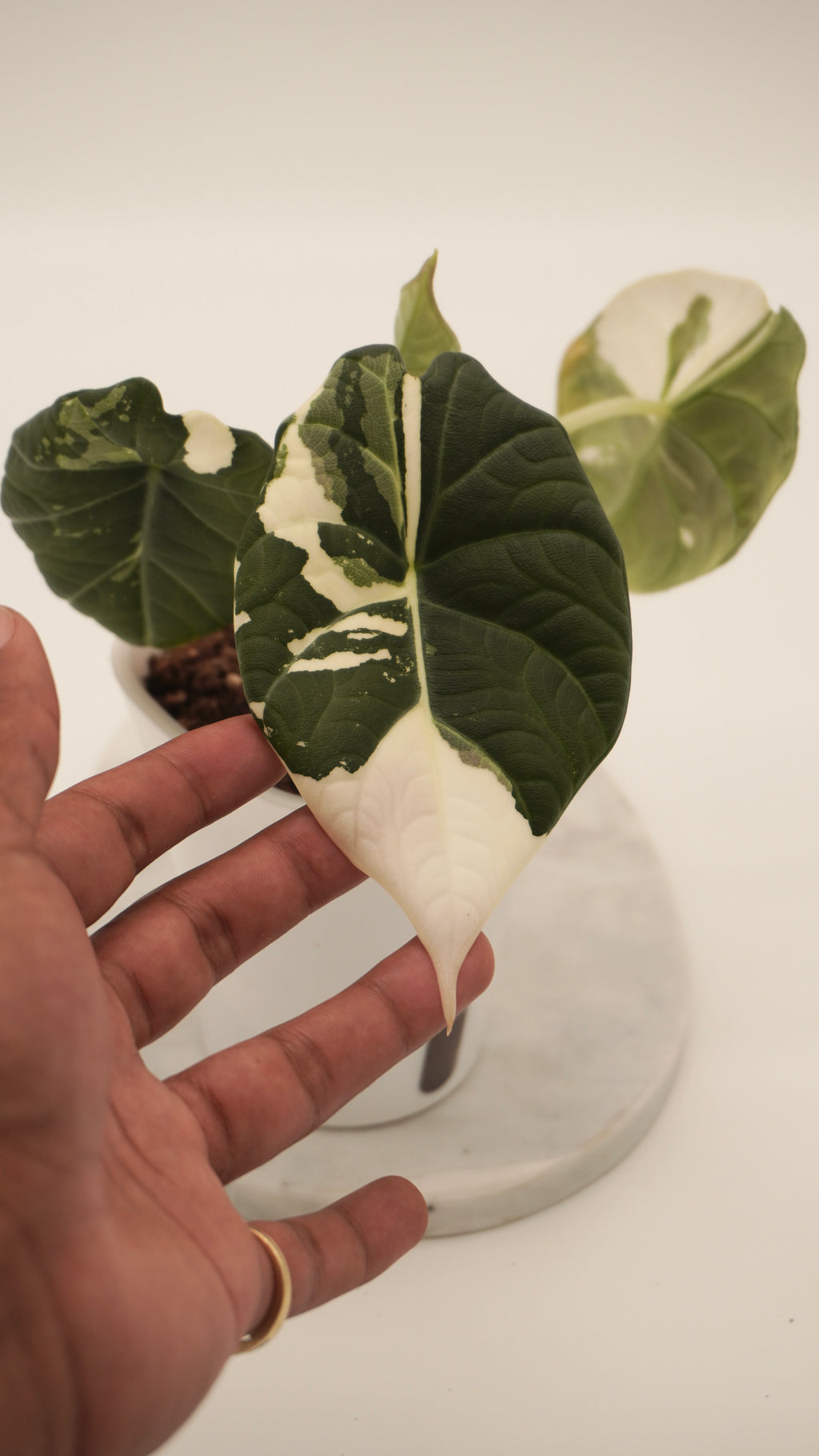 Alocasia Maharani Albo CORM
