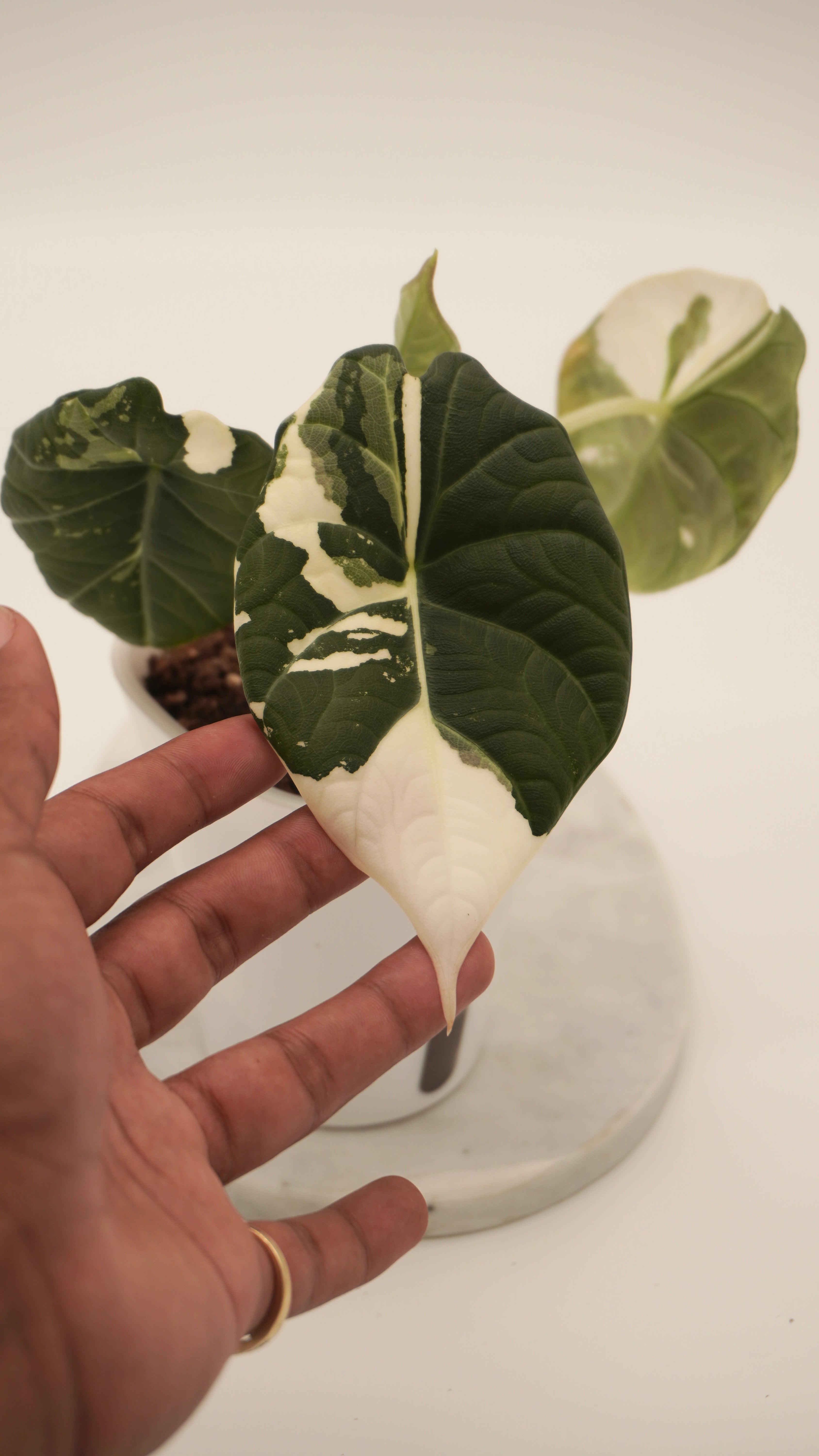Alocasia Maharani Albo CORM