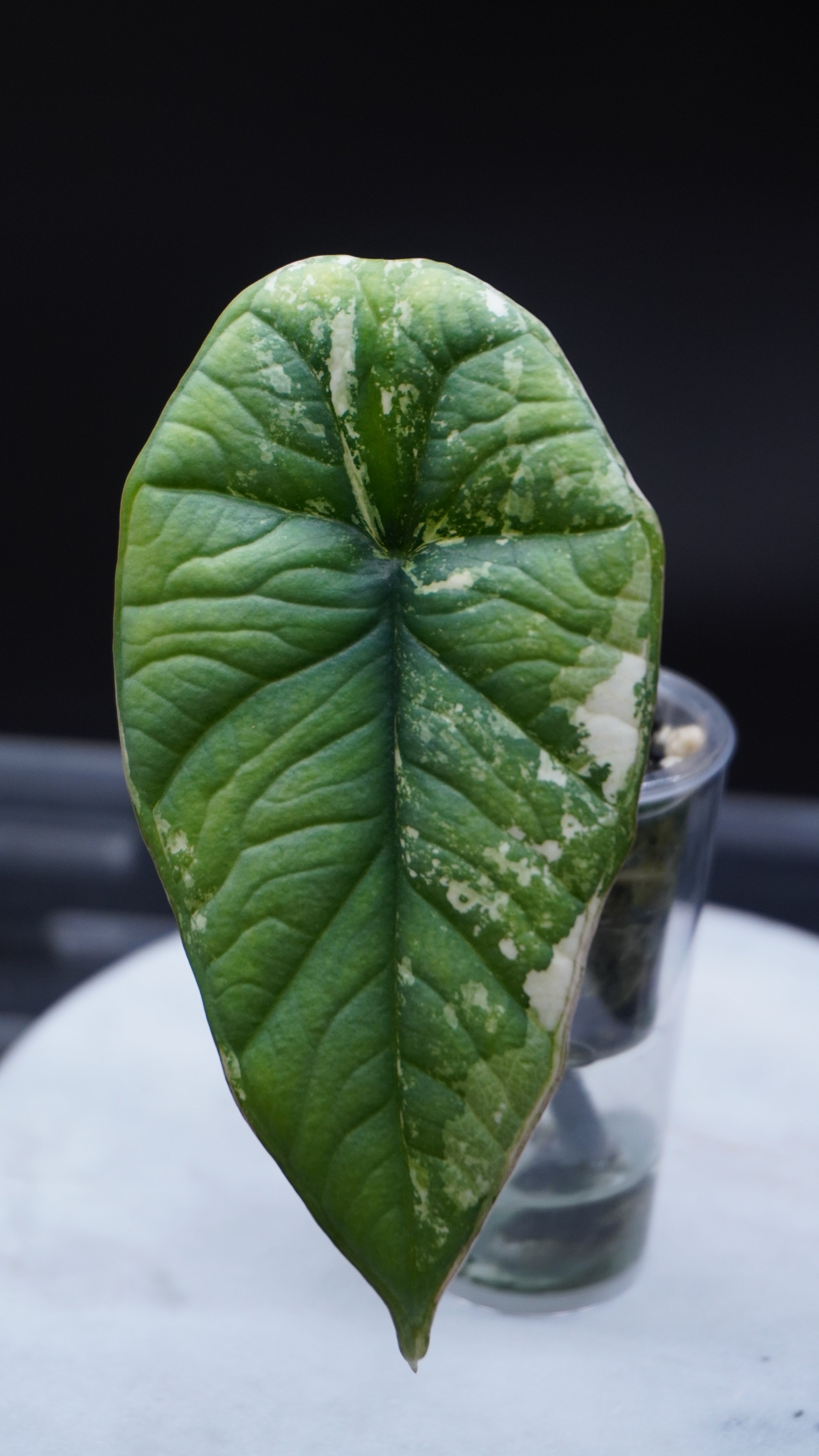 Alocasia Bisma Platinum albo