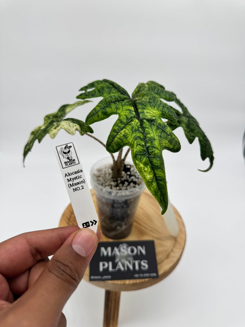 Alocasia Mystic (Mason) *Corming*