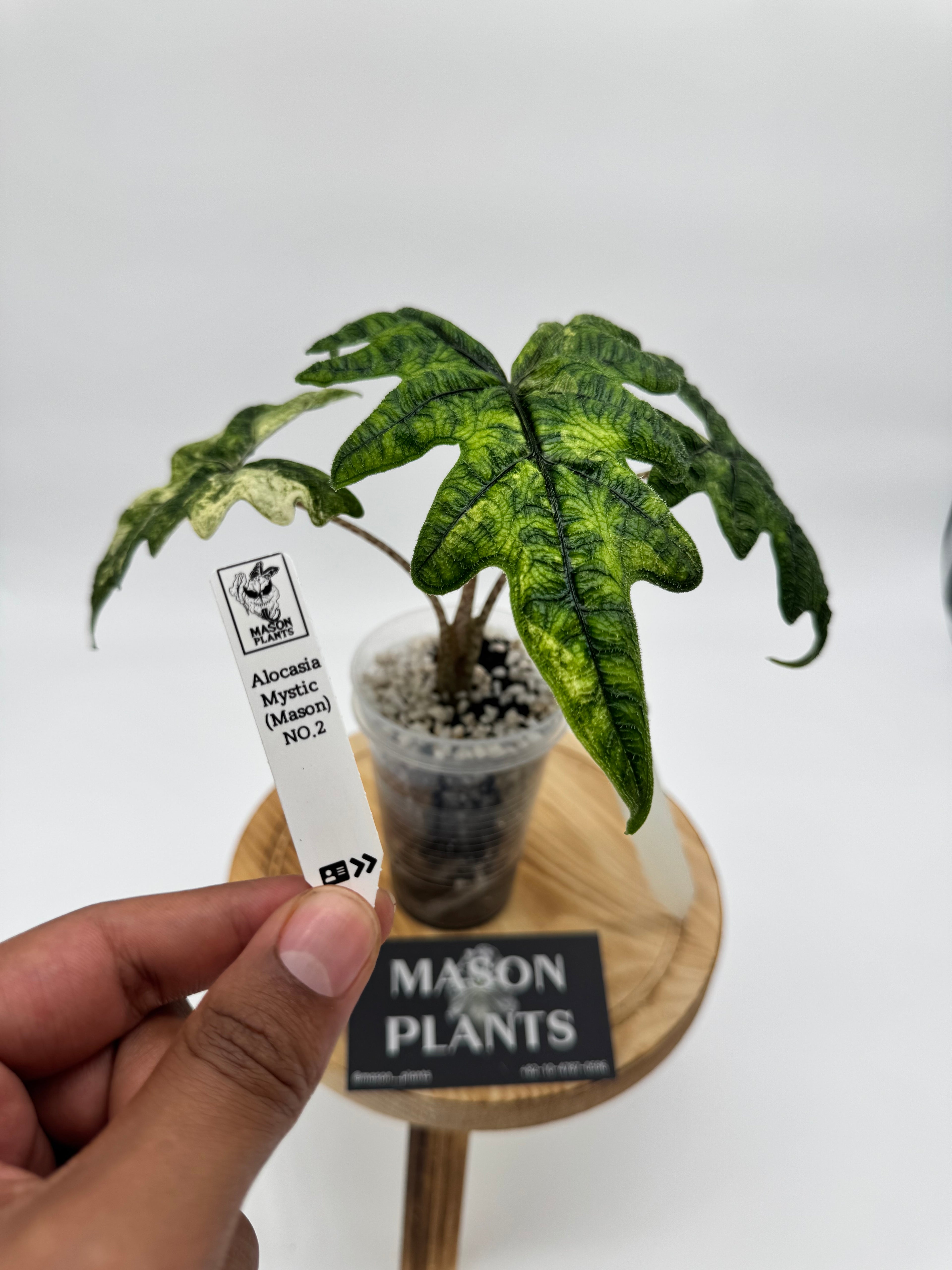 Alocasia Mystic (Mason) *Corming*