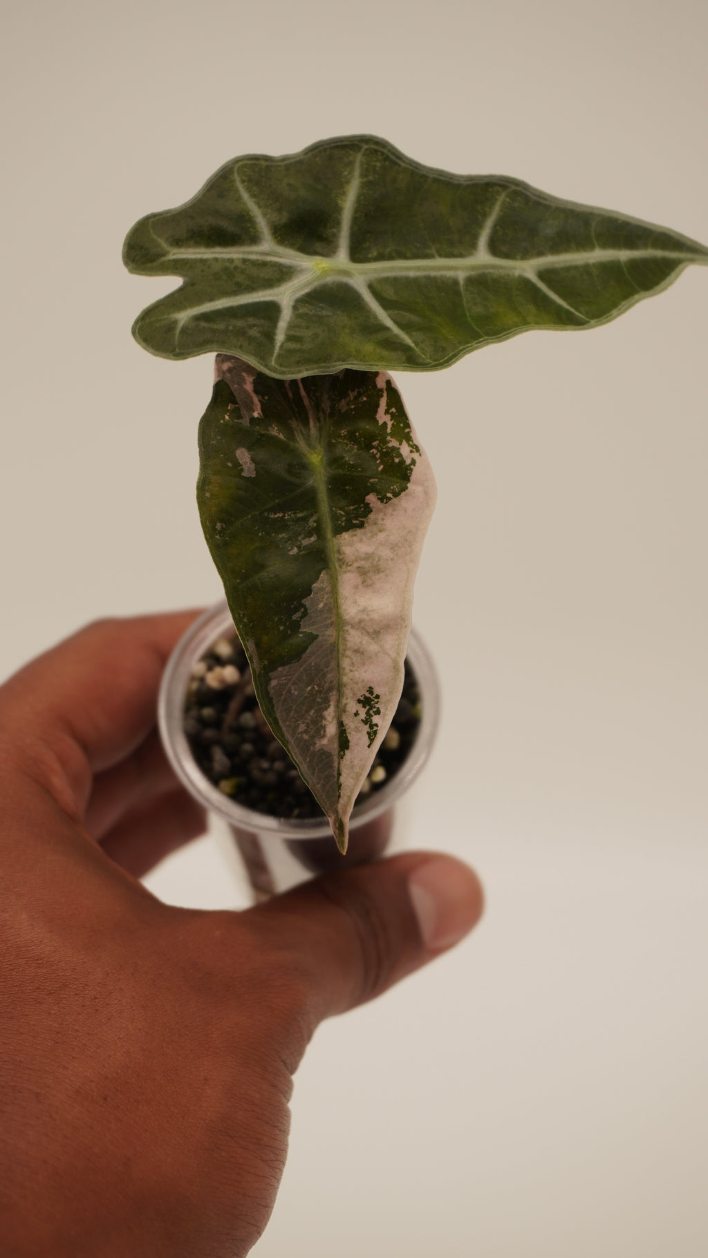 Alocasia Pink Amazonica “Thai”