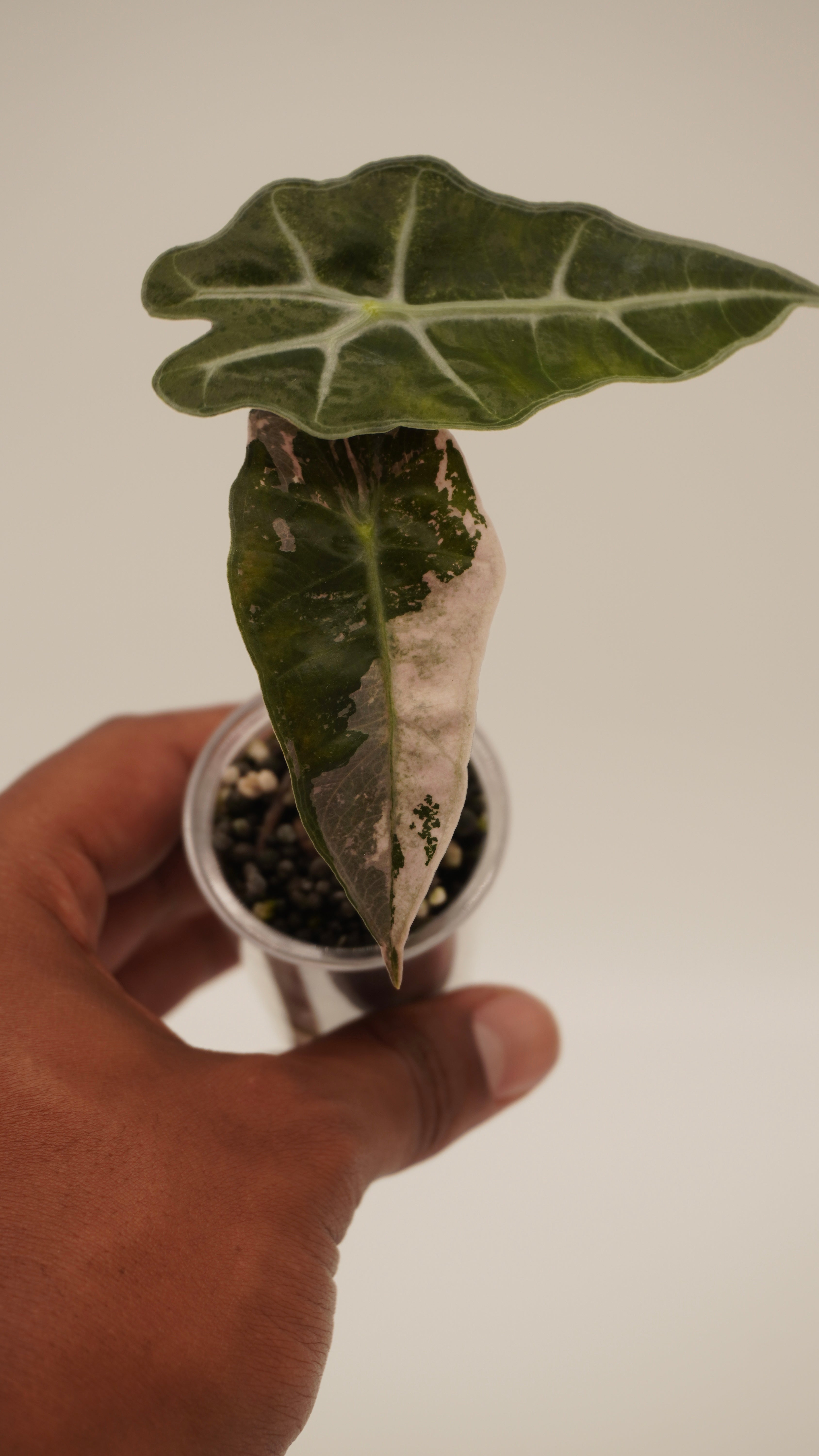 Alocasia Pink Amazonica “Thai”