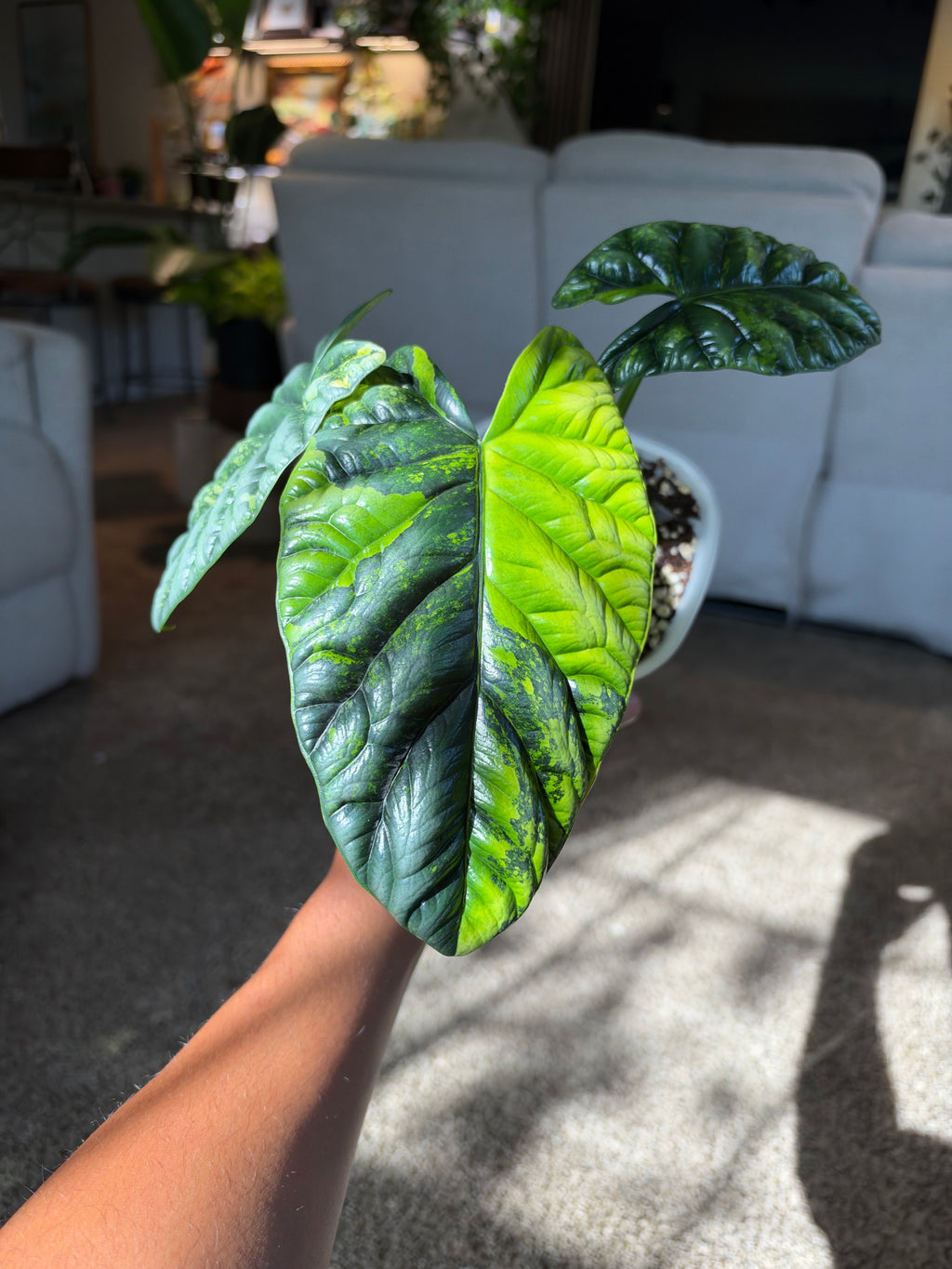 Alocasia Sinuata Aurea CORM