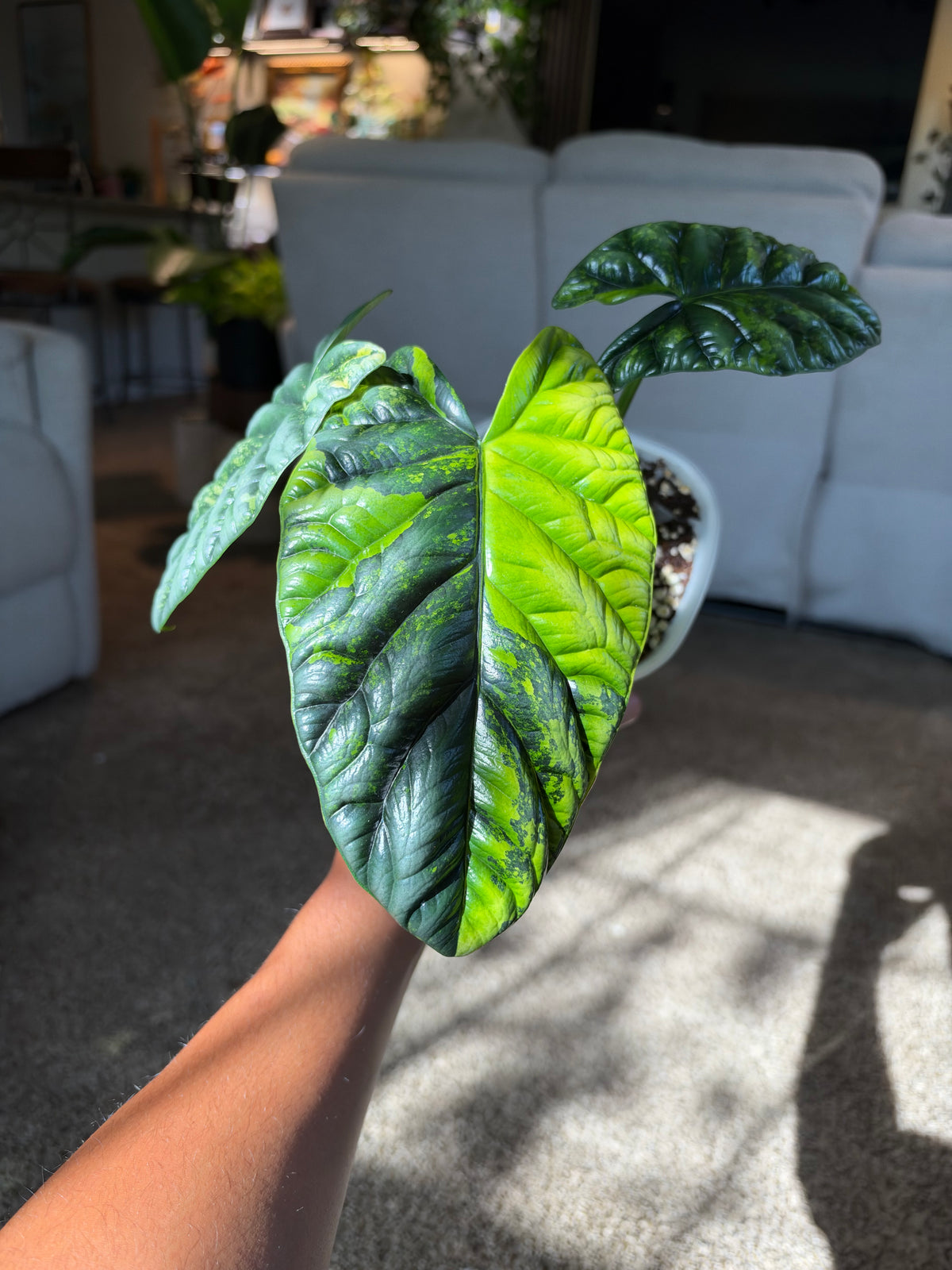 Alocasia Sinuata Aurea CORM