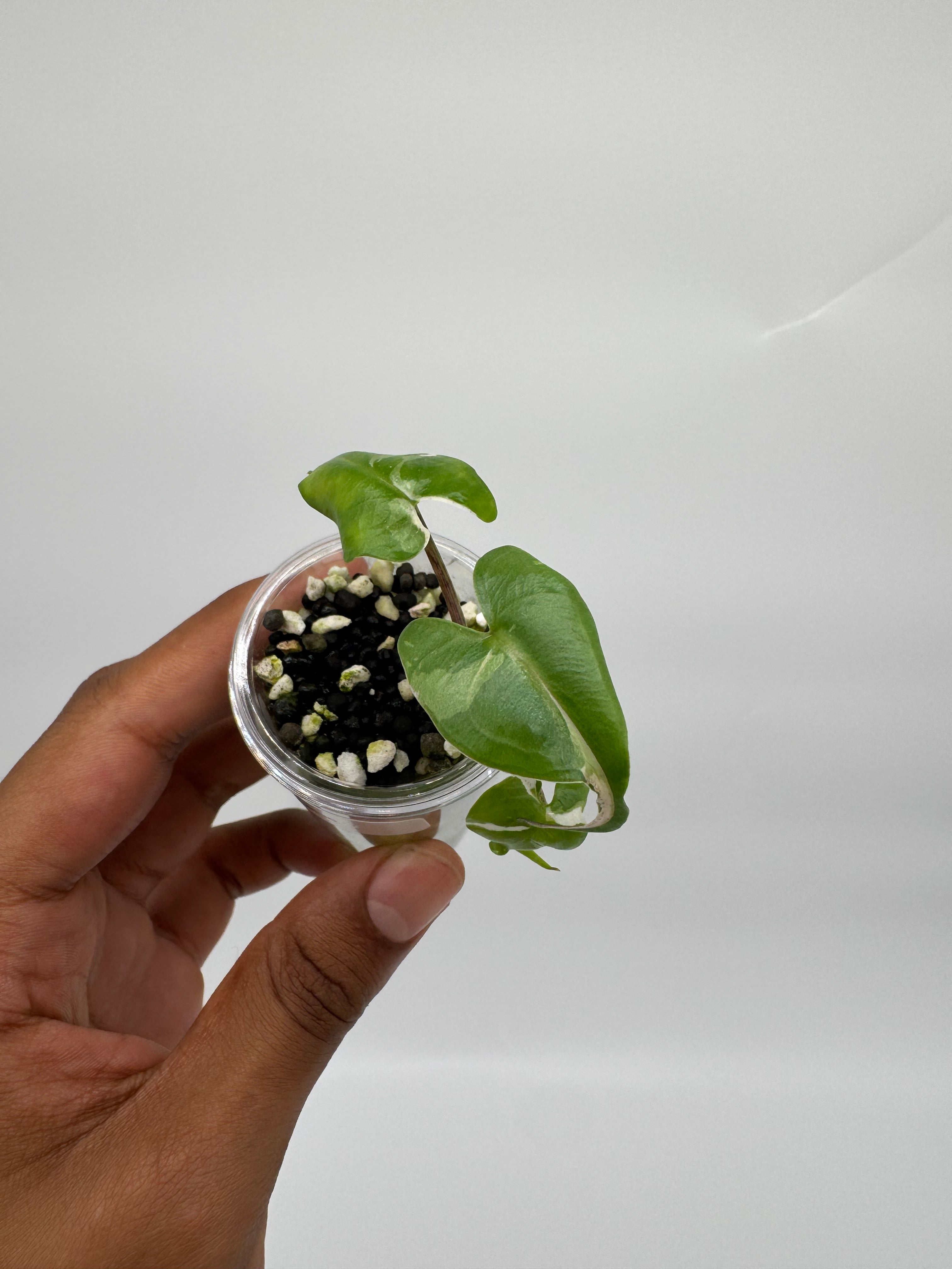 Alocasia Stingray Albo