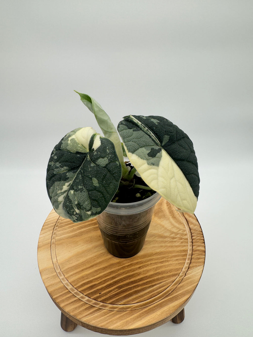 Alocasia Melo albo