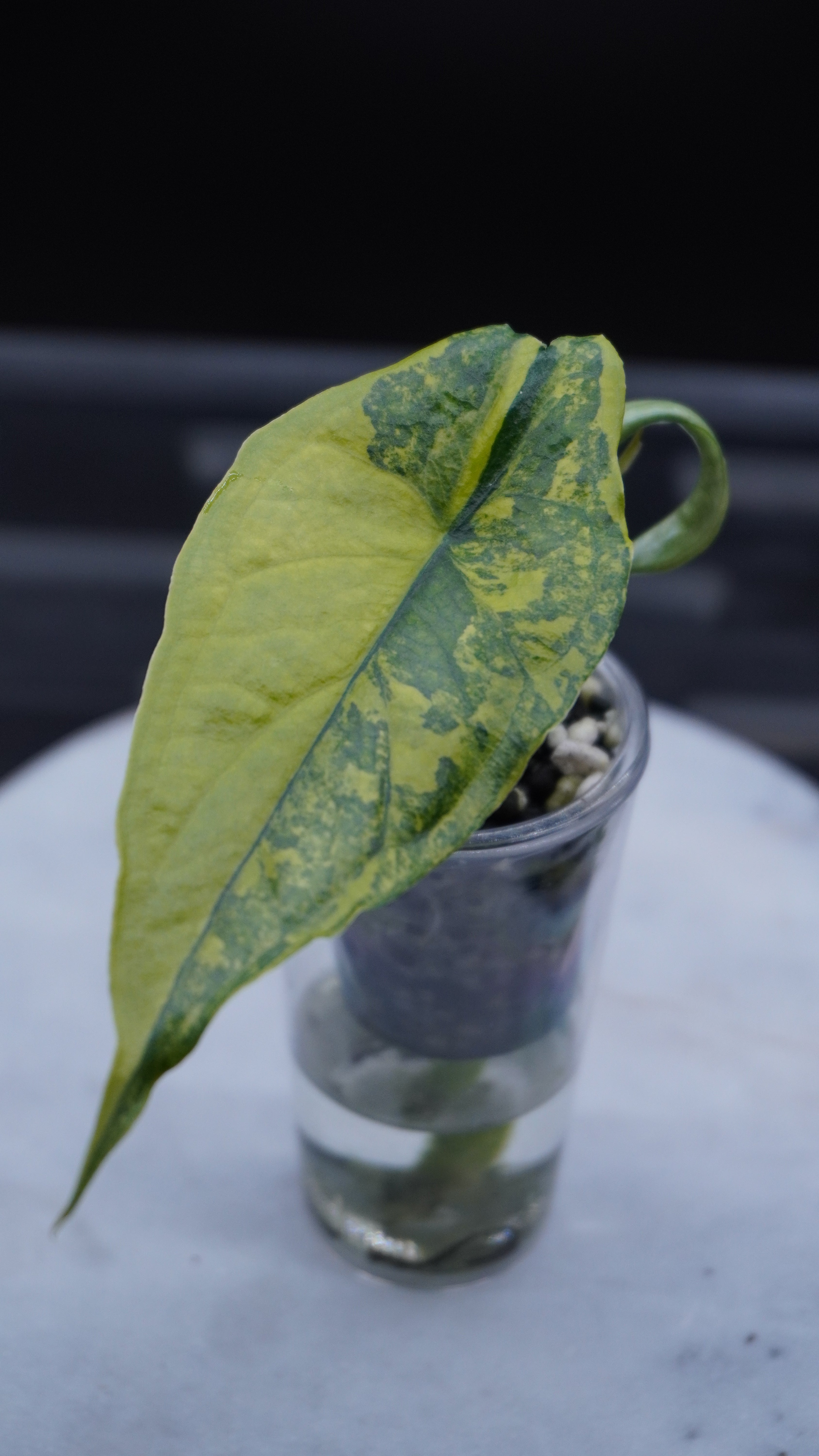 Alocasia Dragons Breath Aurea