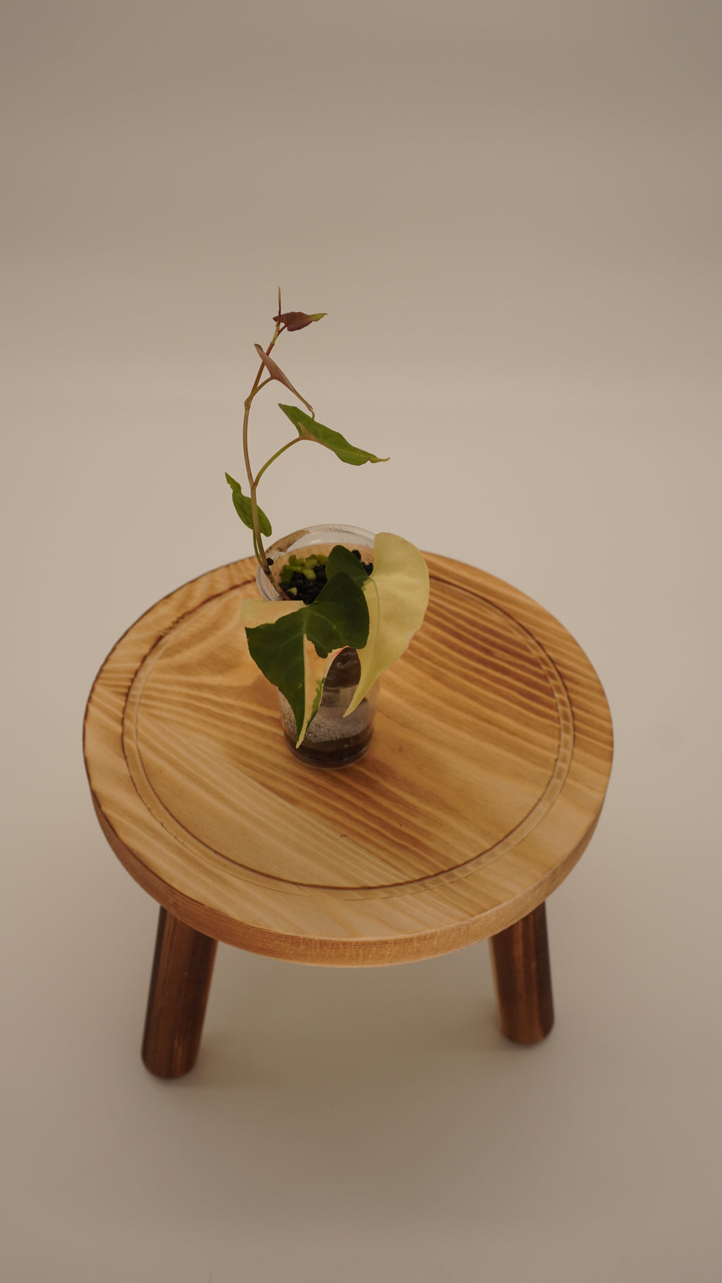 Fallopia MultiFlora Variegated (growers choice)