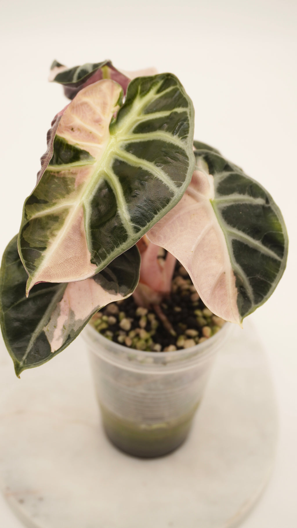 Alocasia Pink Balloon Heart CORM