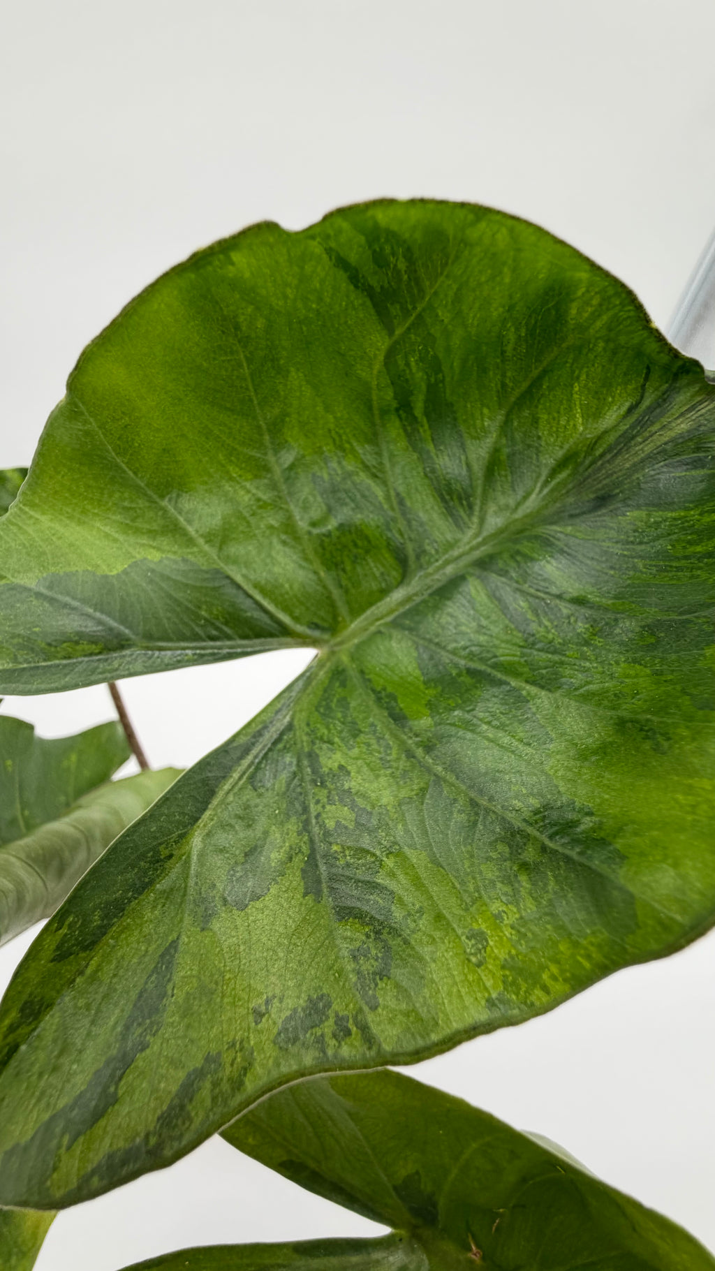 Alocasia Stingray Aurea CORM