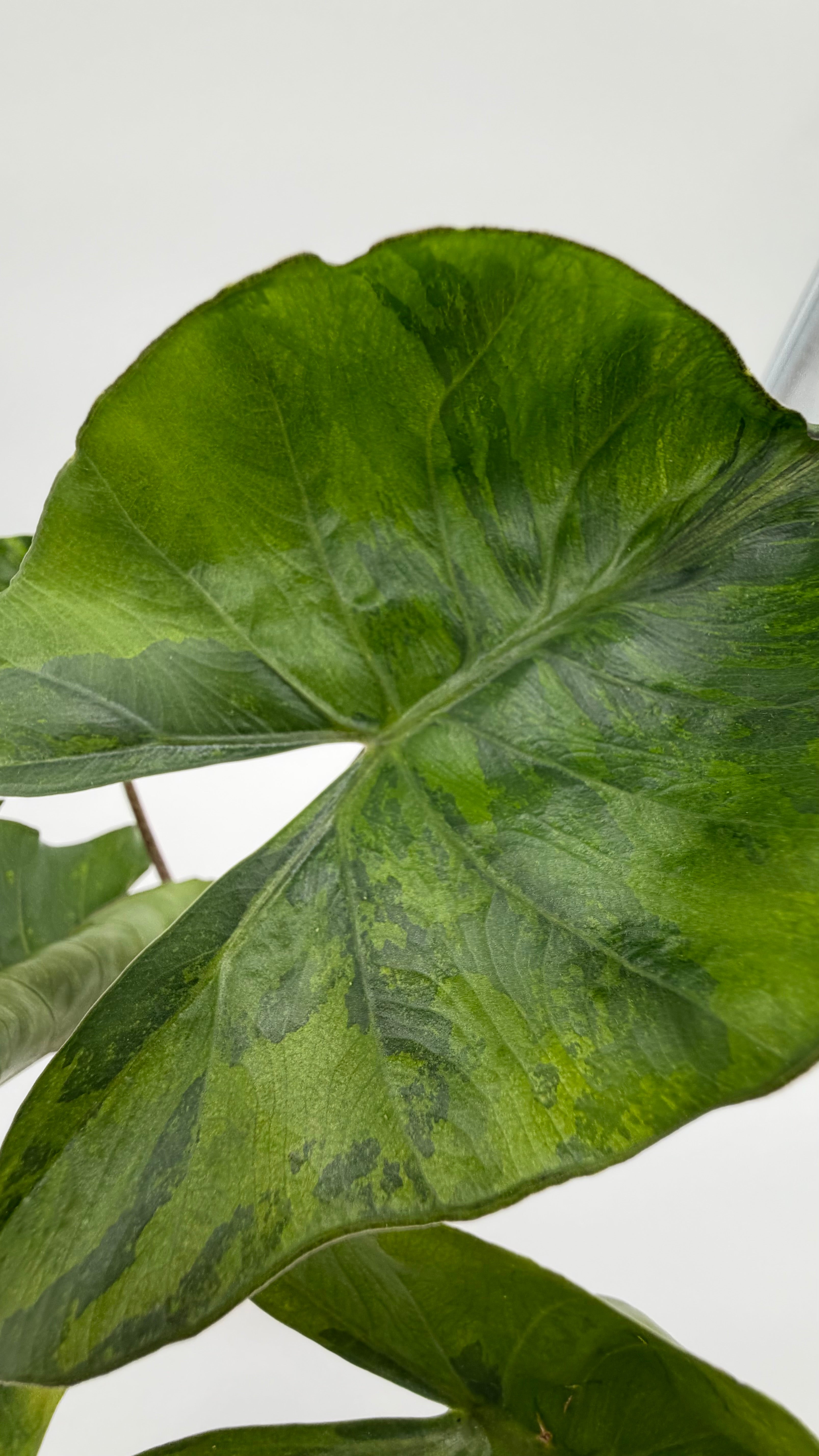 Alocasia Stingray Aurea CORM