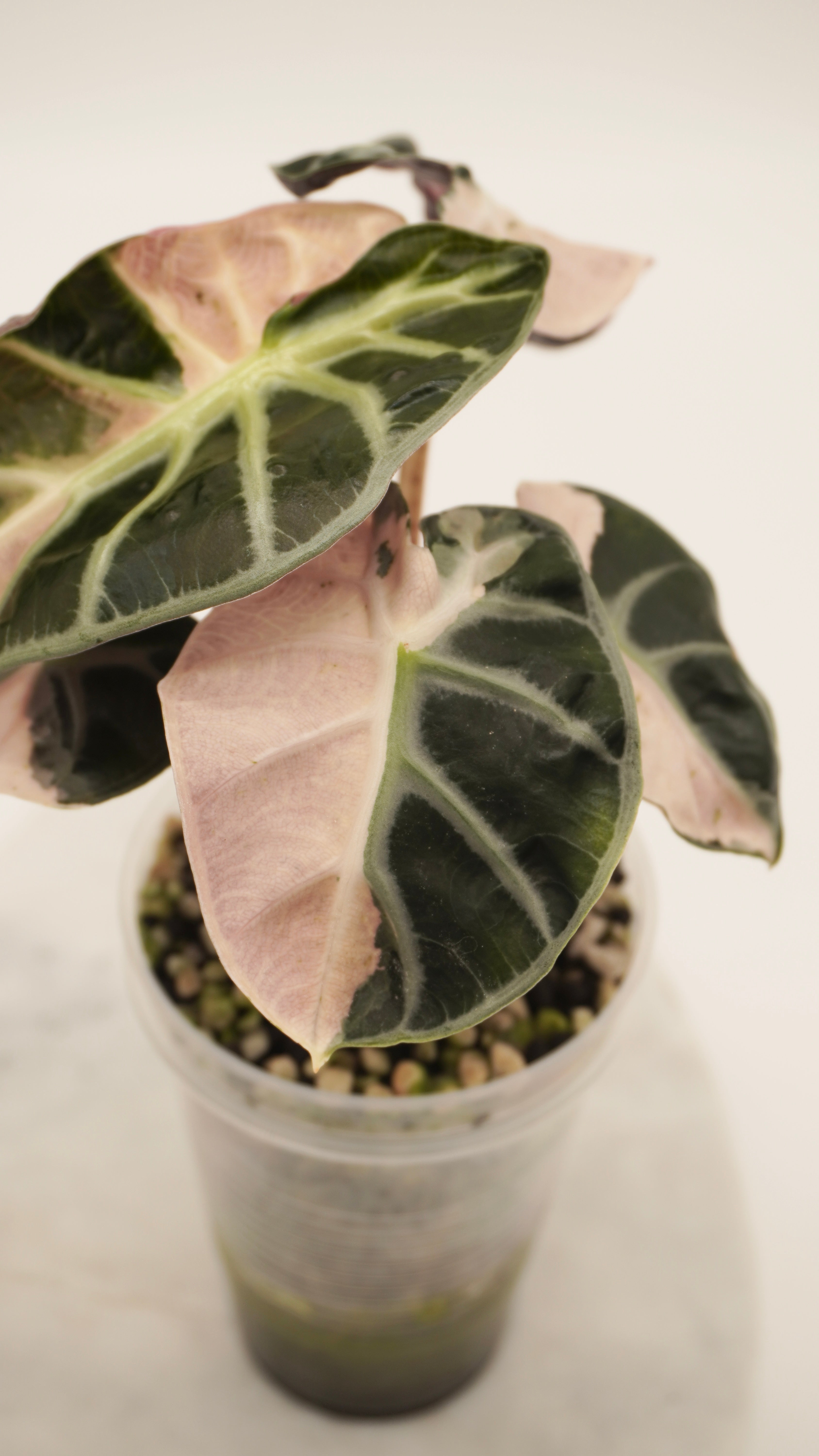 Alocasia Pink Balloon Heart CORM