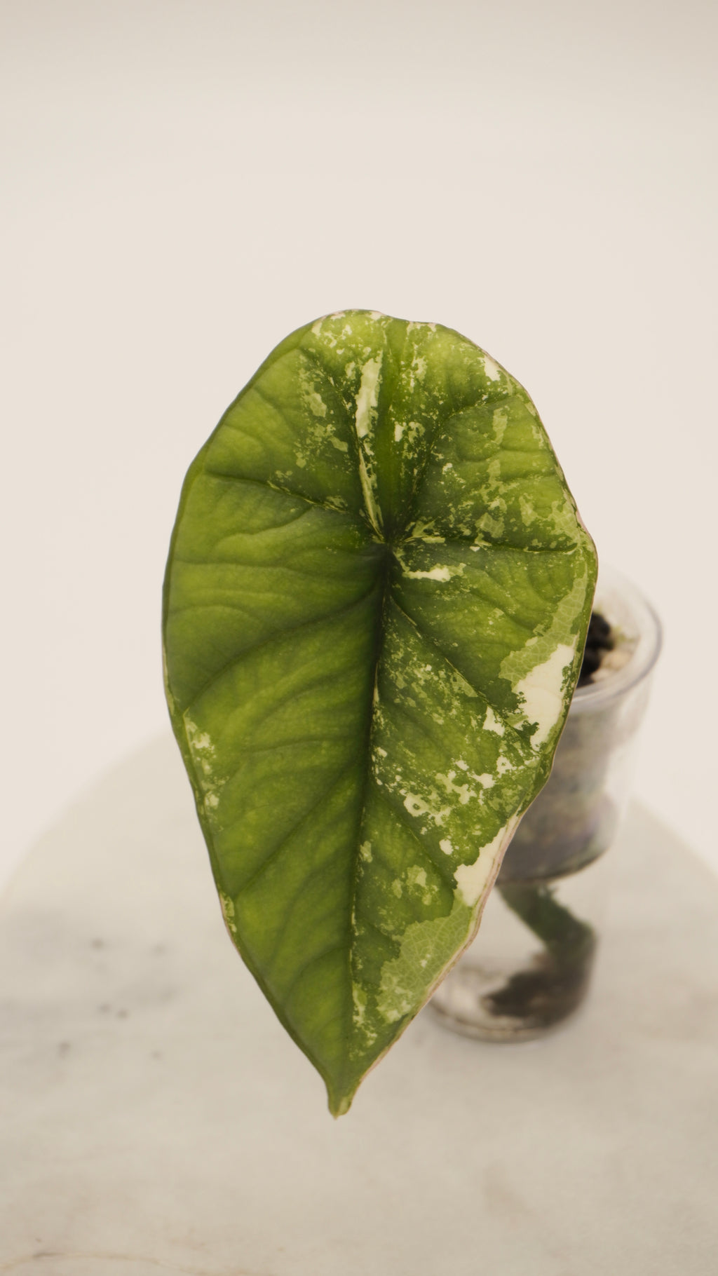 Alocasia Bisma Platinum albo