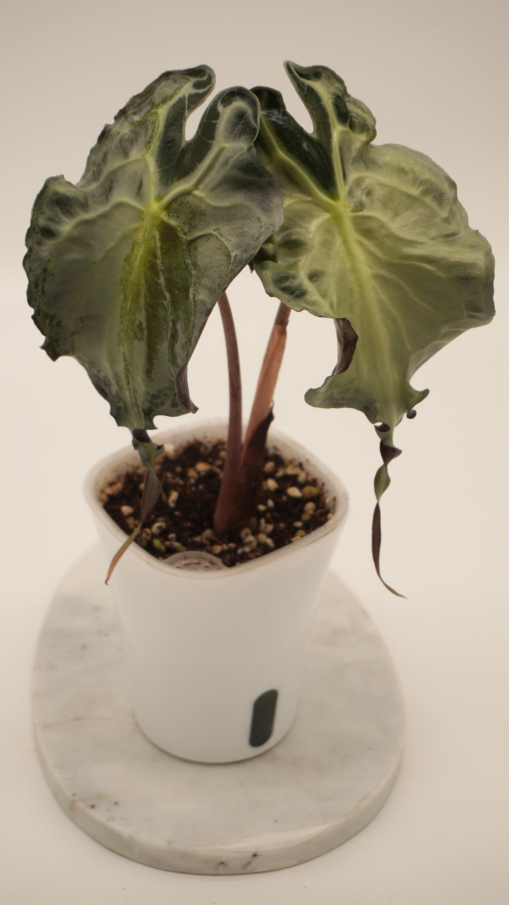 Alocasia Venom CORM