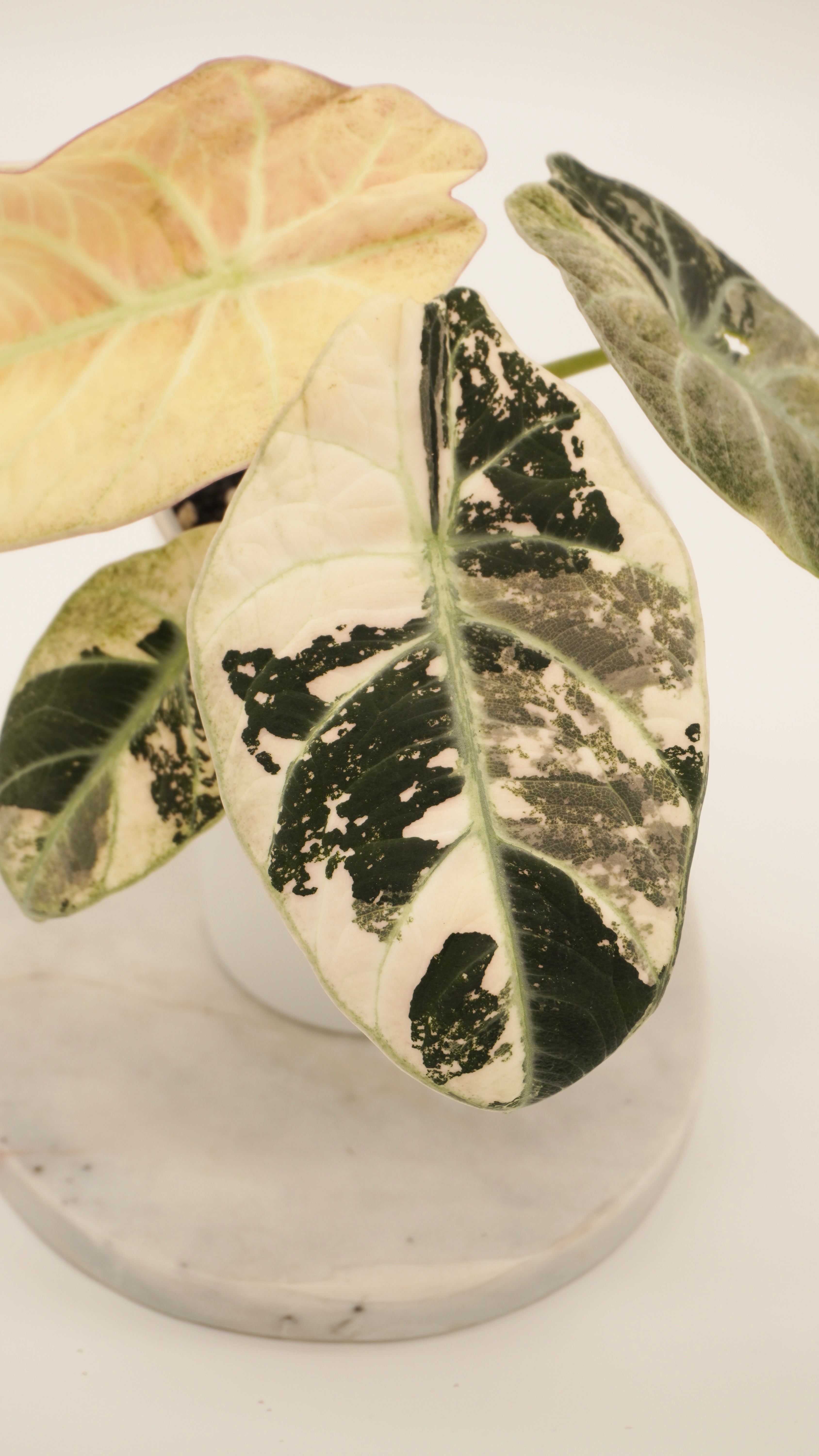 Alocasia Pink Ninja Corm