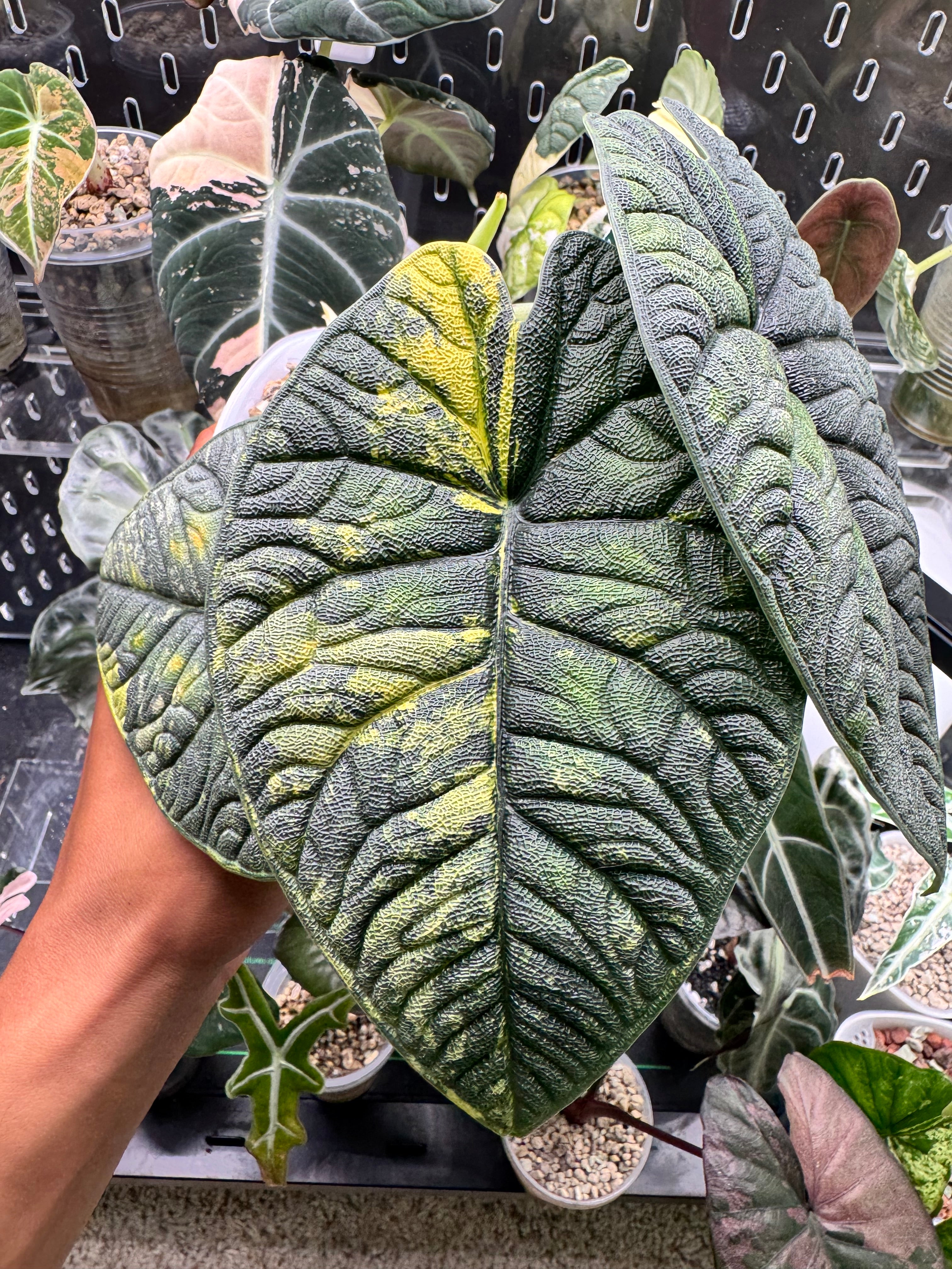 Alocasia Melo Aurea CORM – Rareplantninja