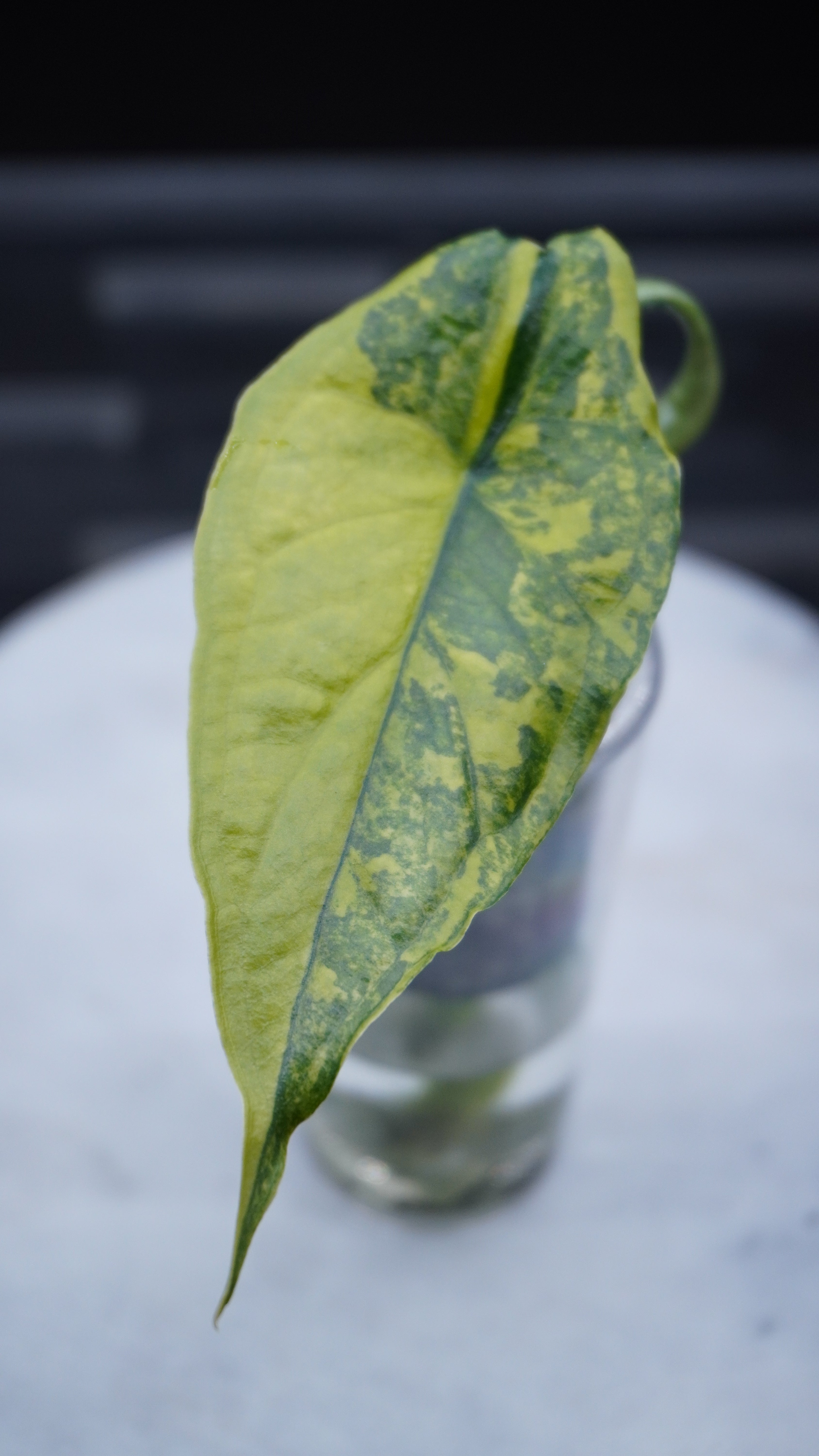 Alocasia Dragons Breath Aurea