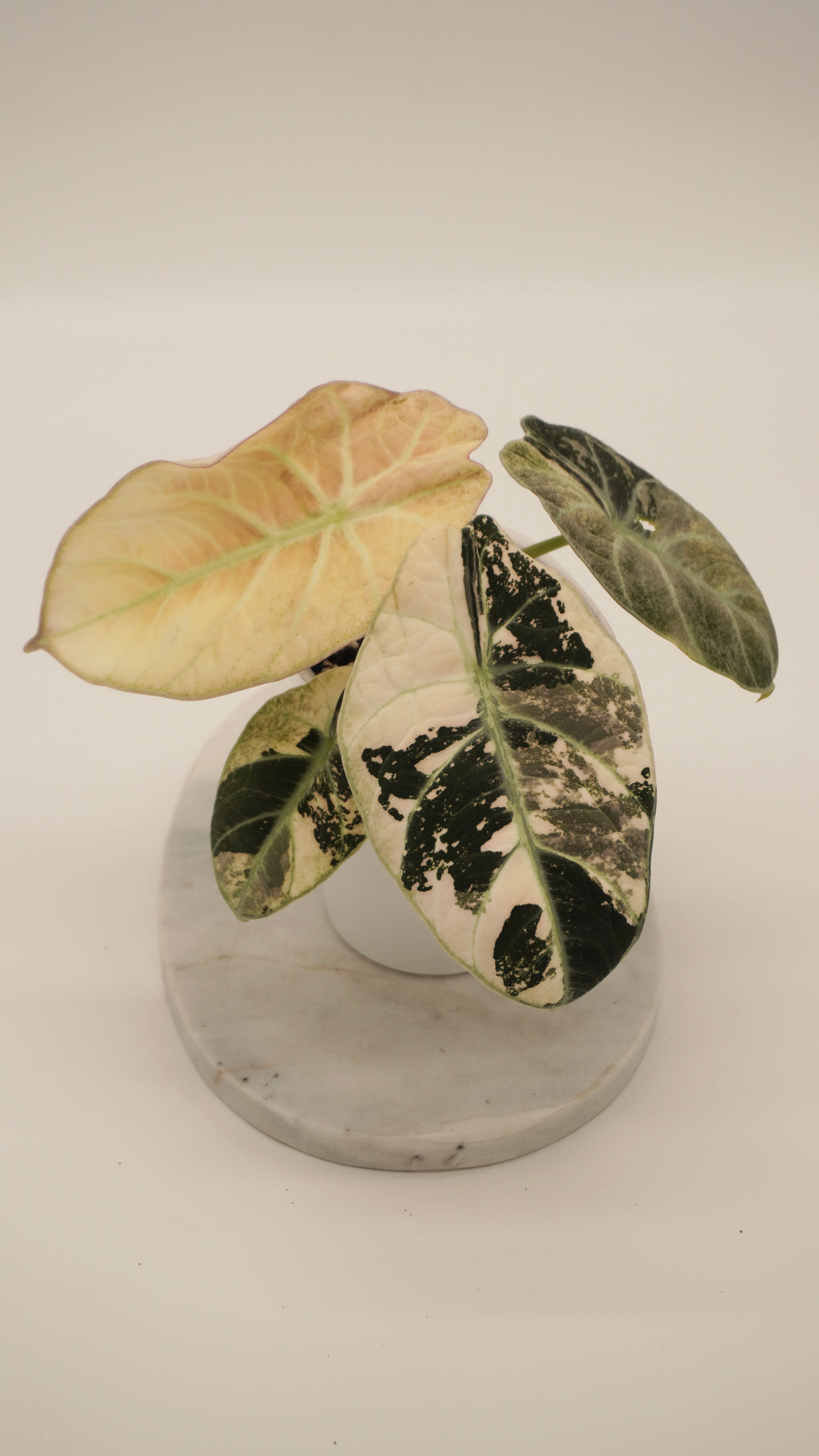 Alocasia Pink Ninja Corm