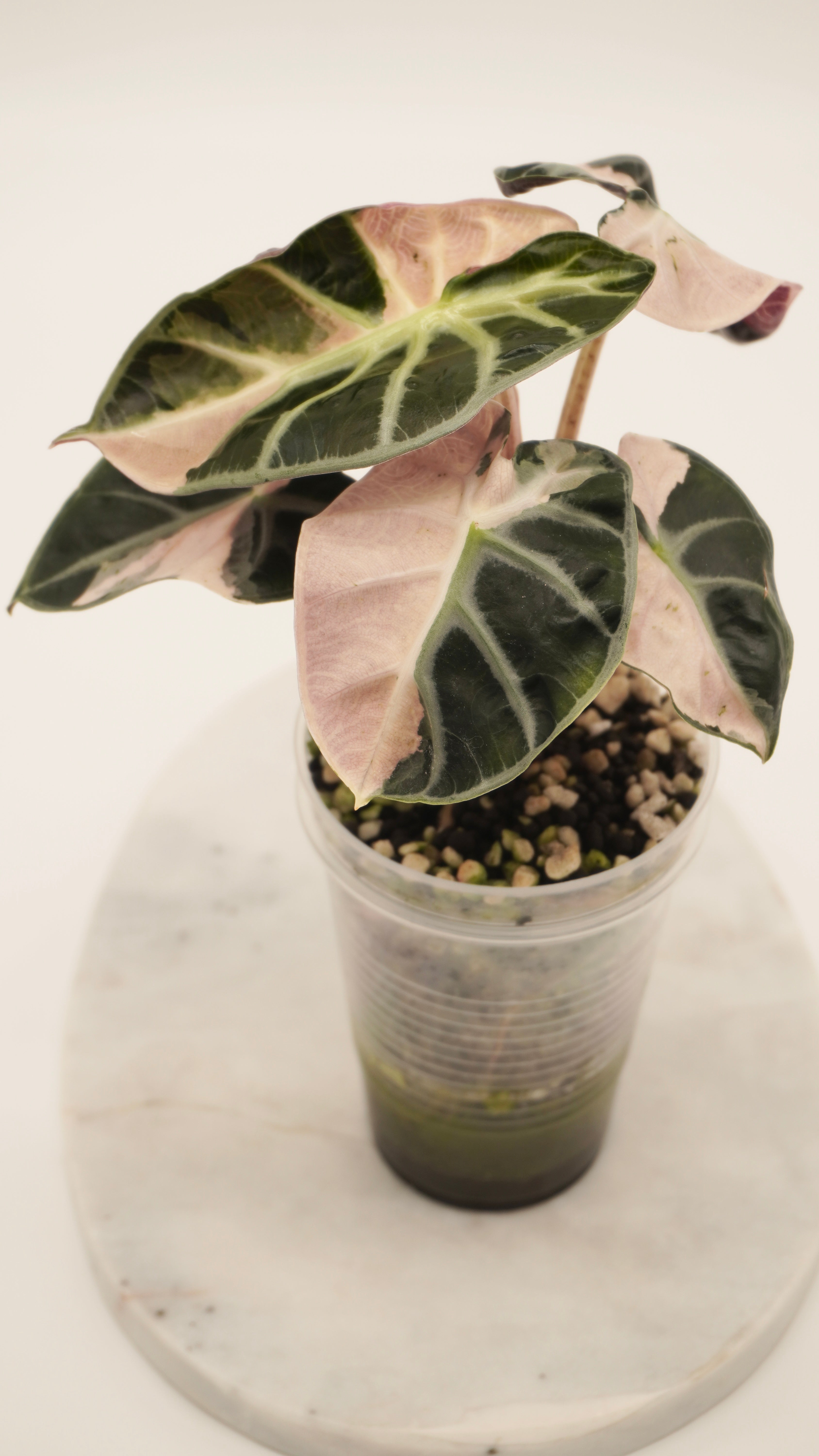 Alocasia Pink Balloon Heart CORM