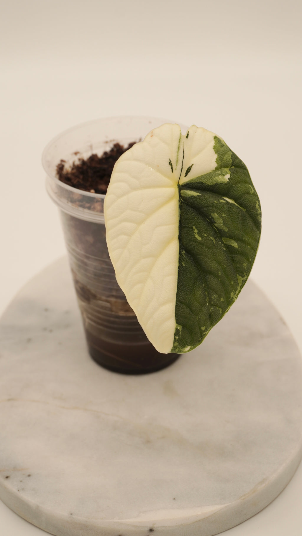 Alocasia Melo Albo