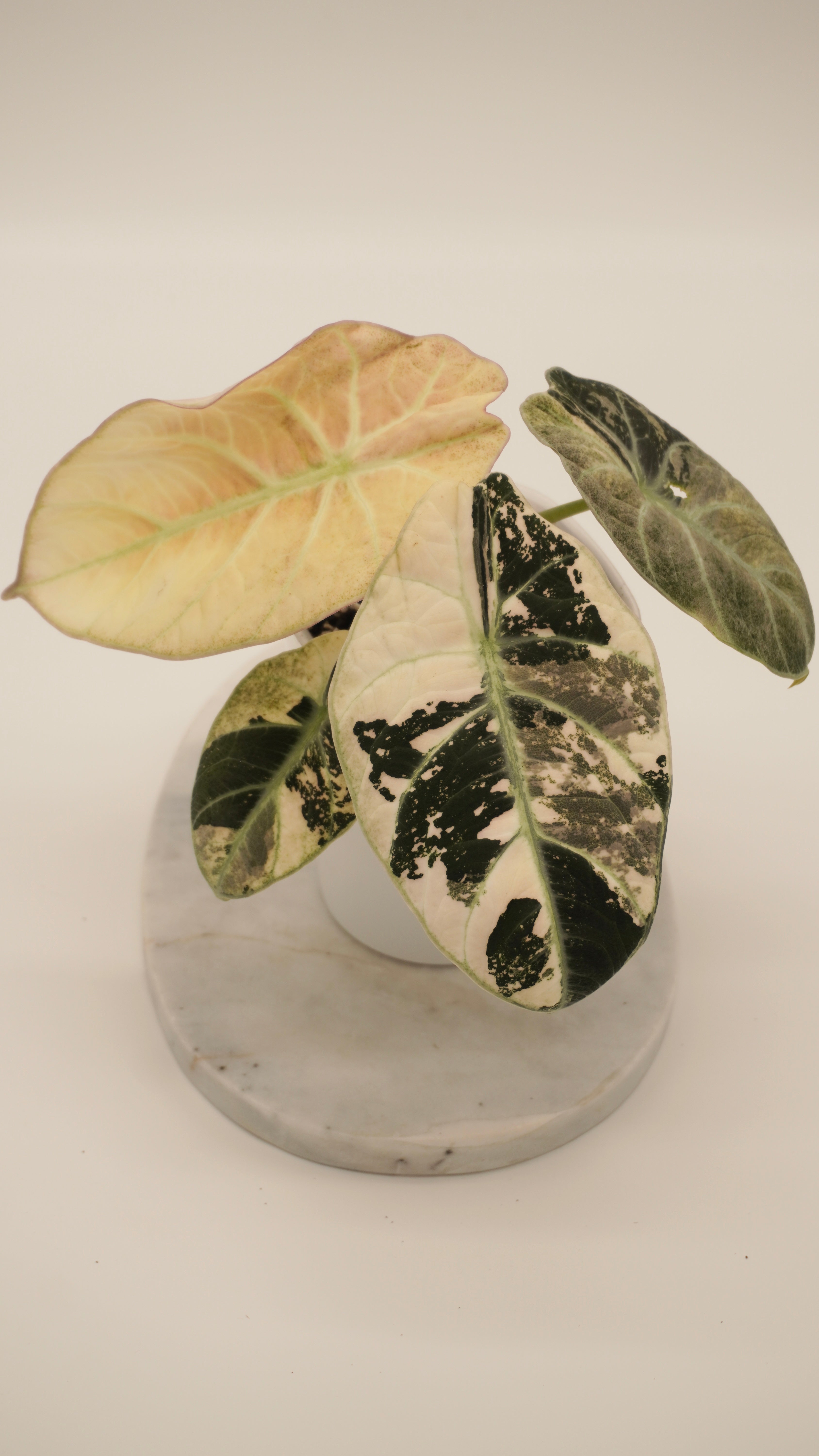 Alocasia Pink Ninja Corm