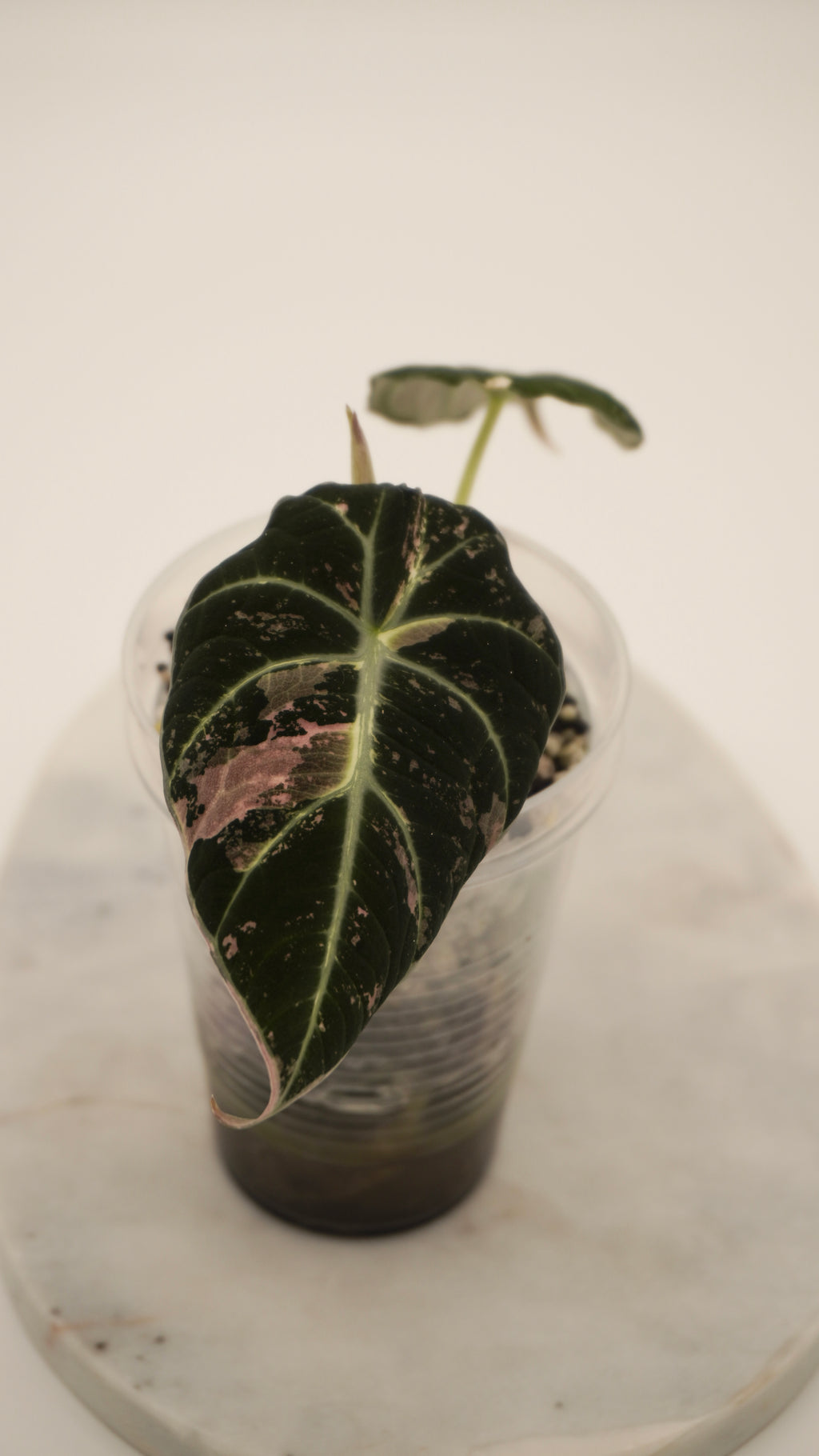 Alocasia Pink Black Velvet