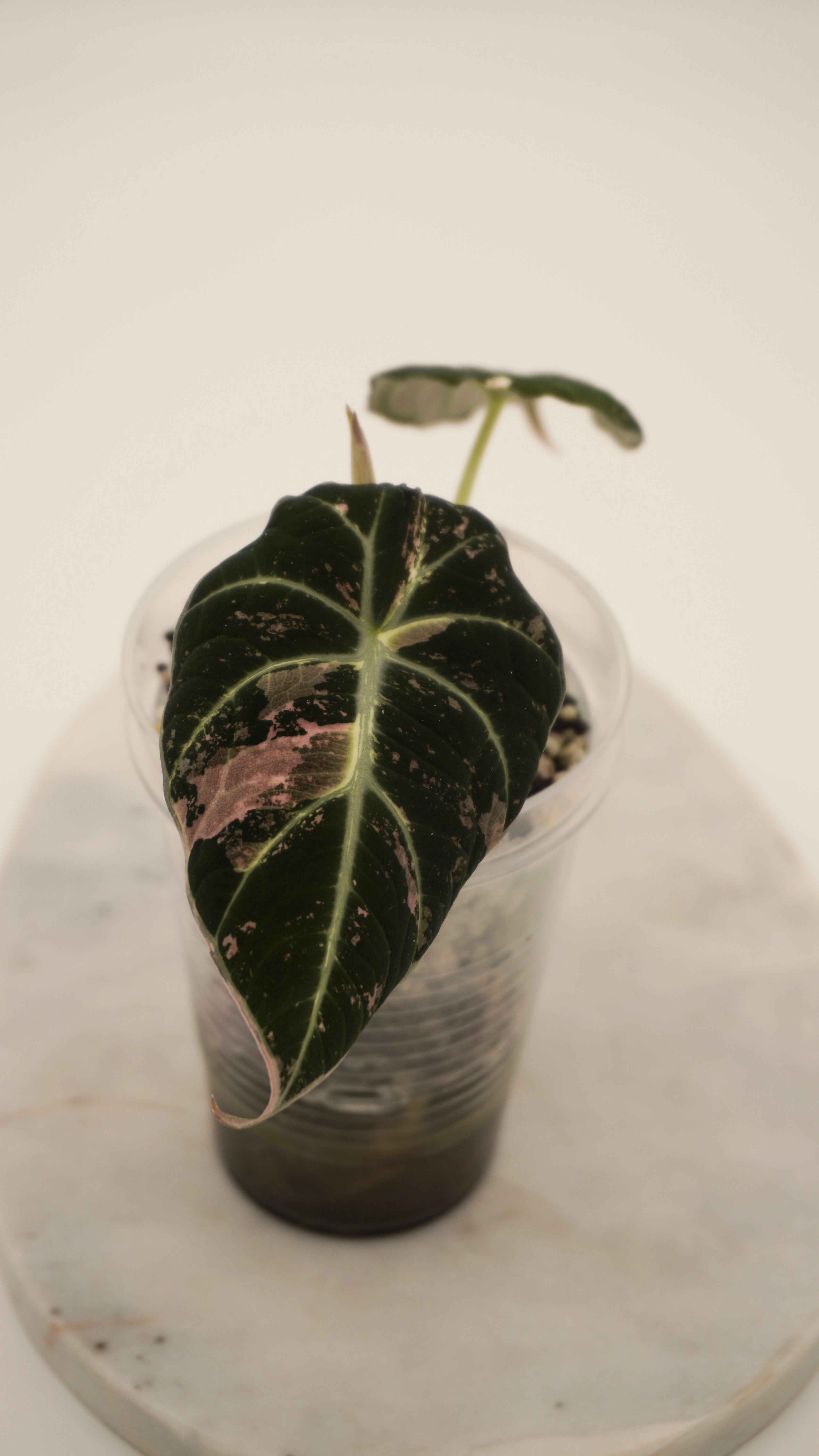 Alocasia Pink Black Velvet