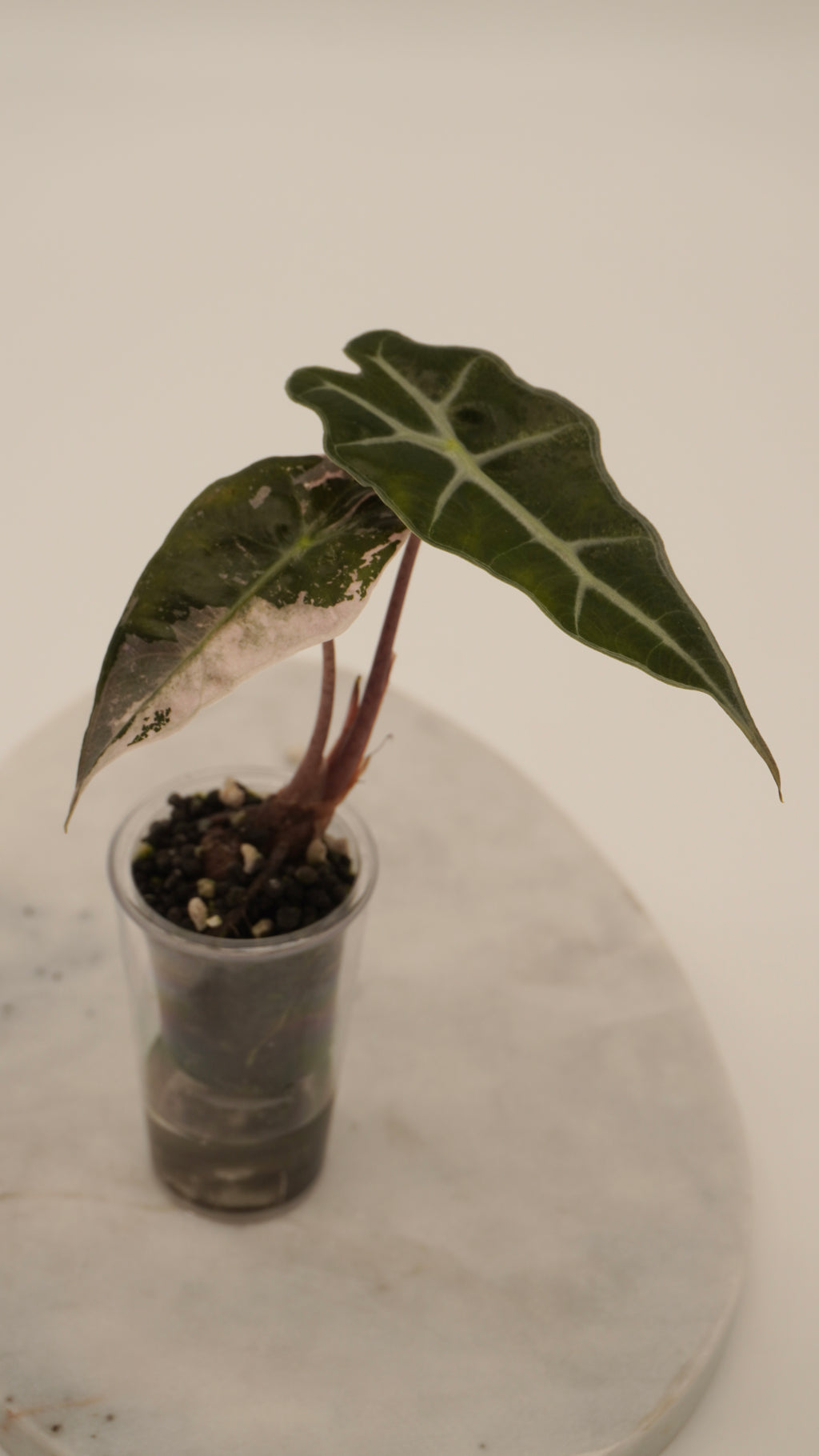 Alocasia Pink Amazonica “Thai”