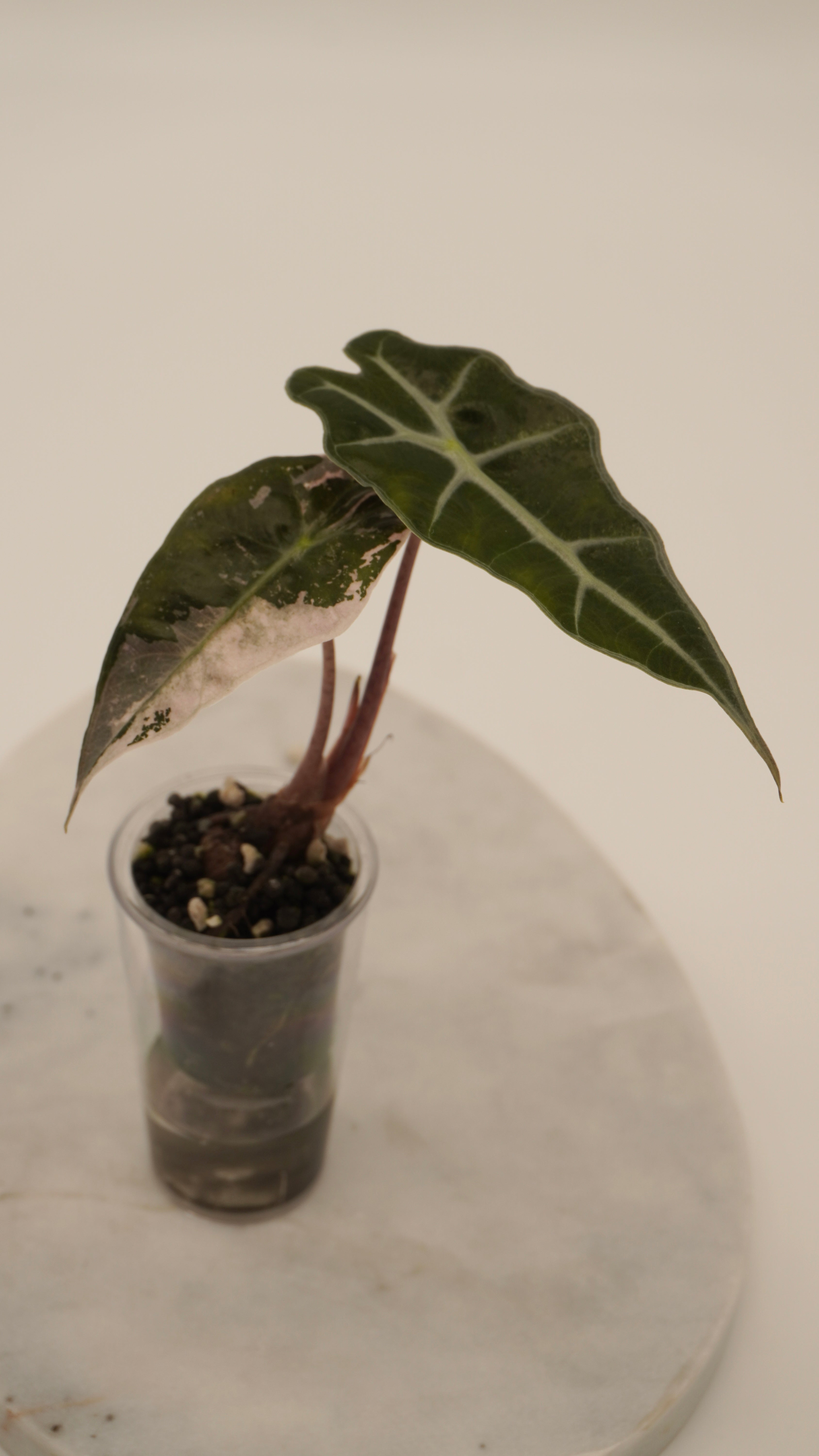 Alocasia Pink Amazonica “Thai”