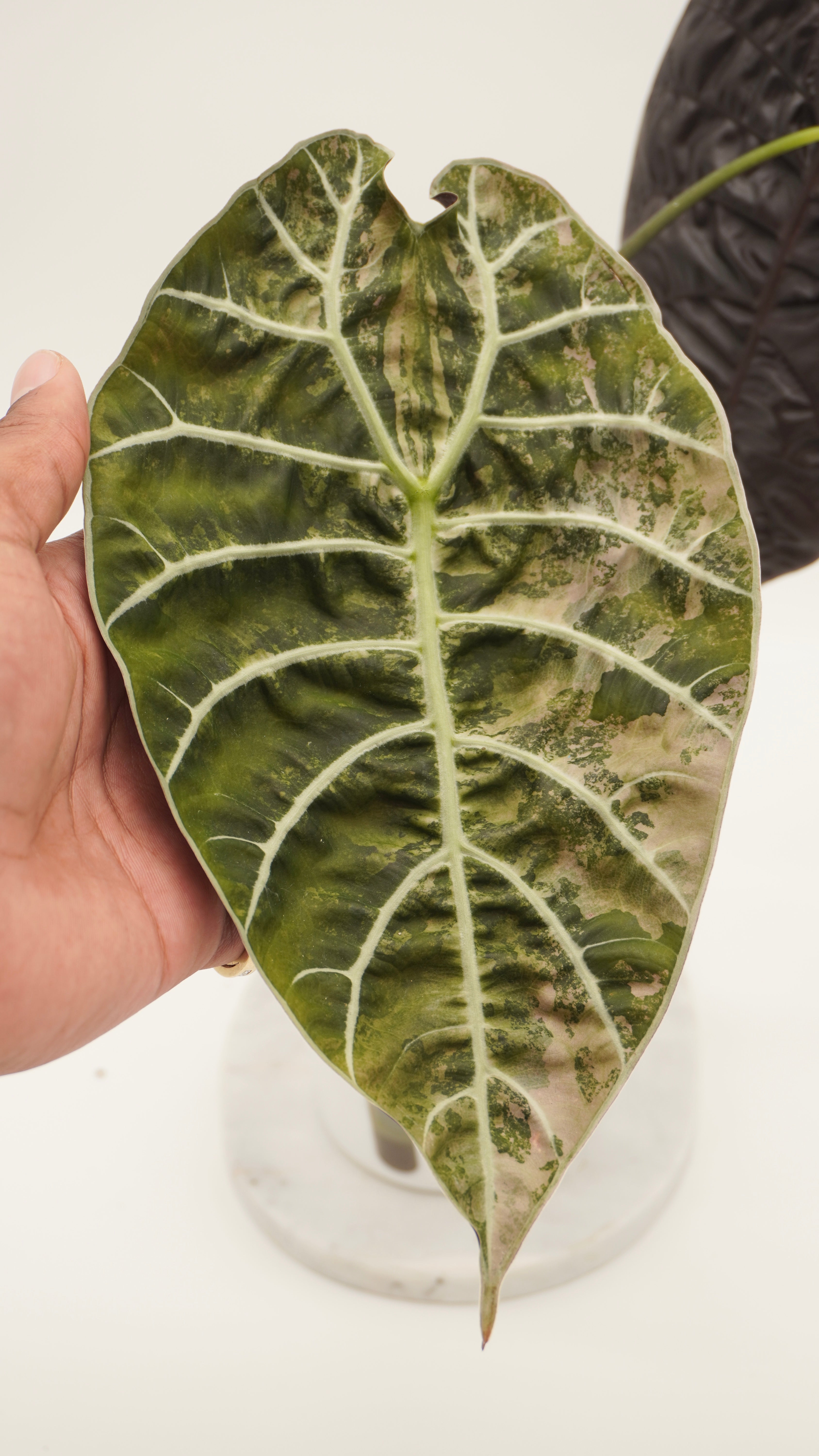 Alocasia Pink Watsoniana CORM