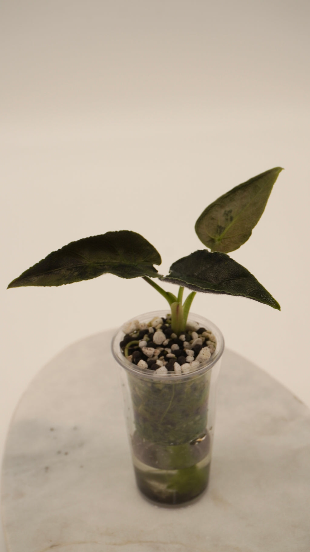 Alocasia Antoro Velvet Aurea