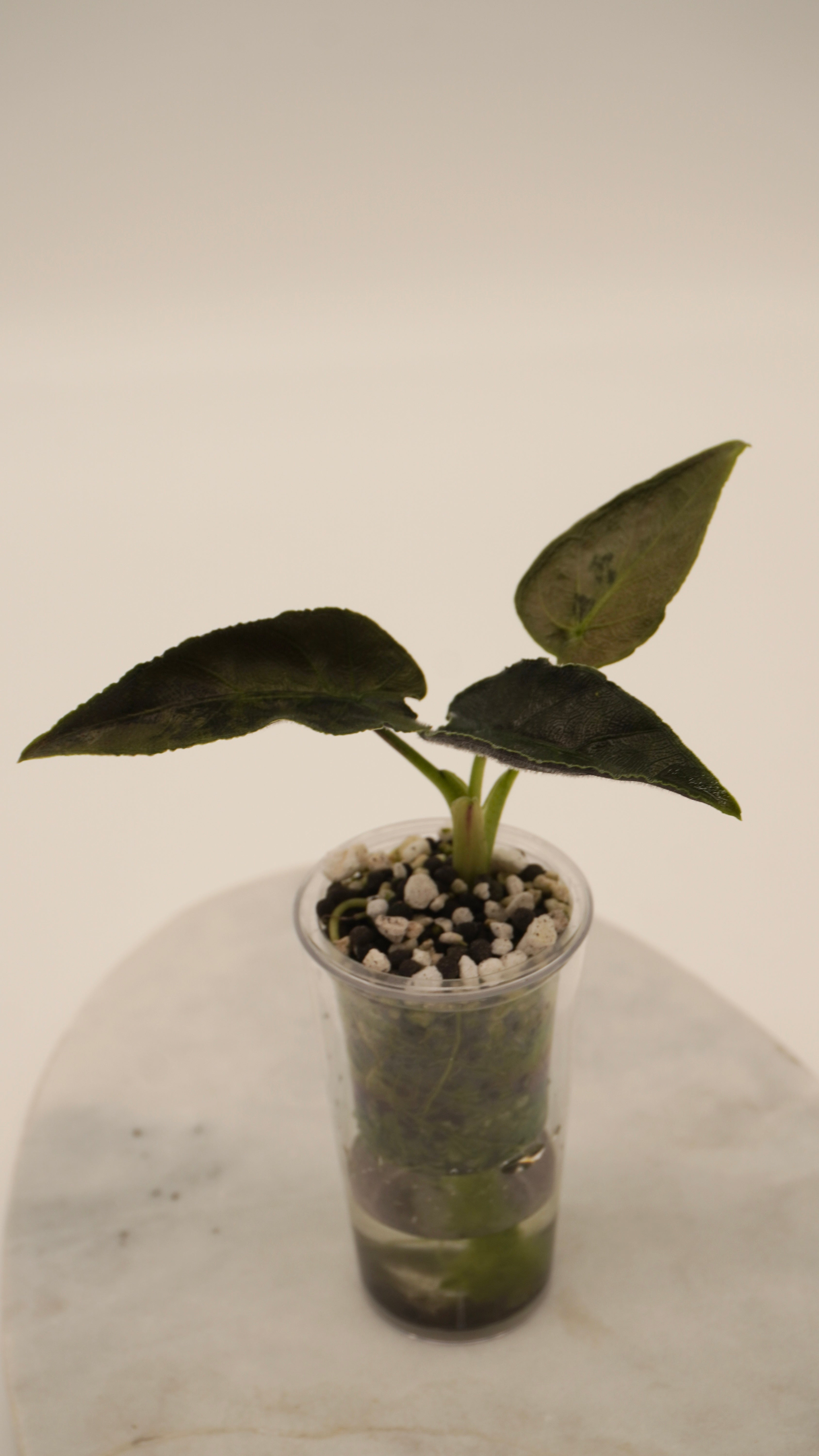 Alocasia Antoro Velvet Aurea
