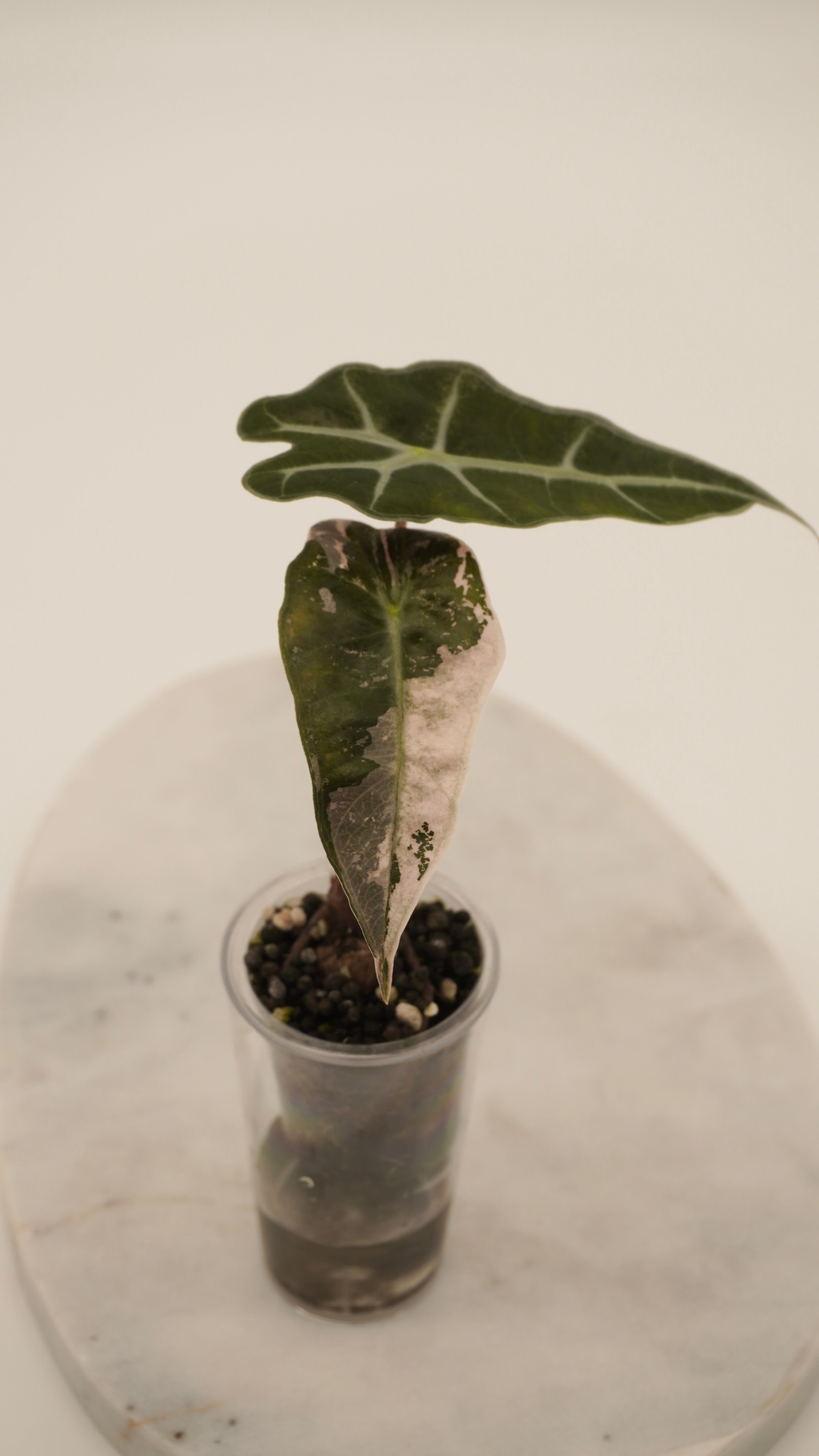 Alocasia Pink Amazonica “Thai”
