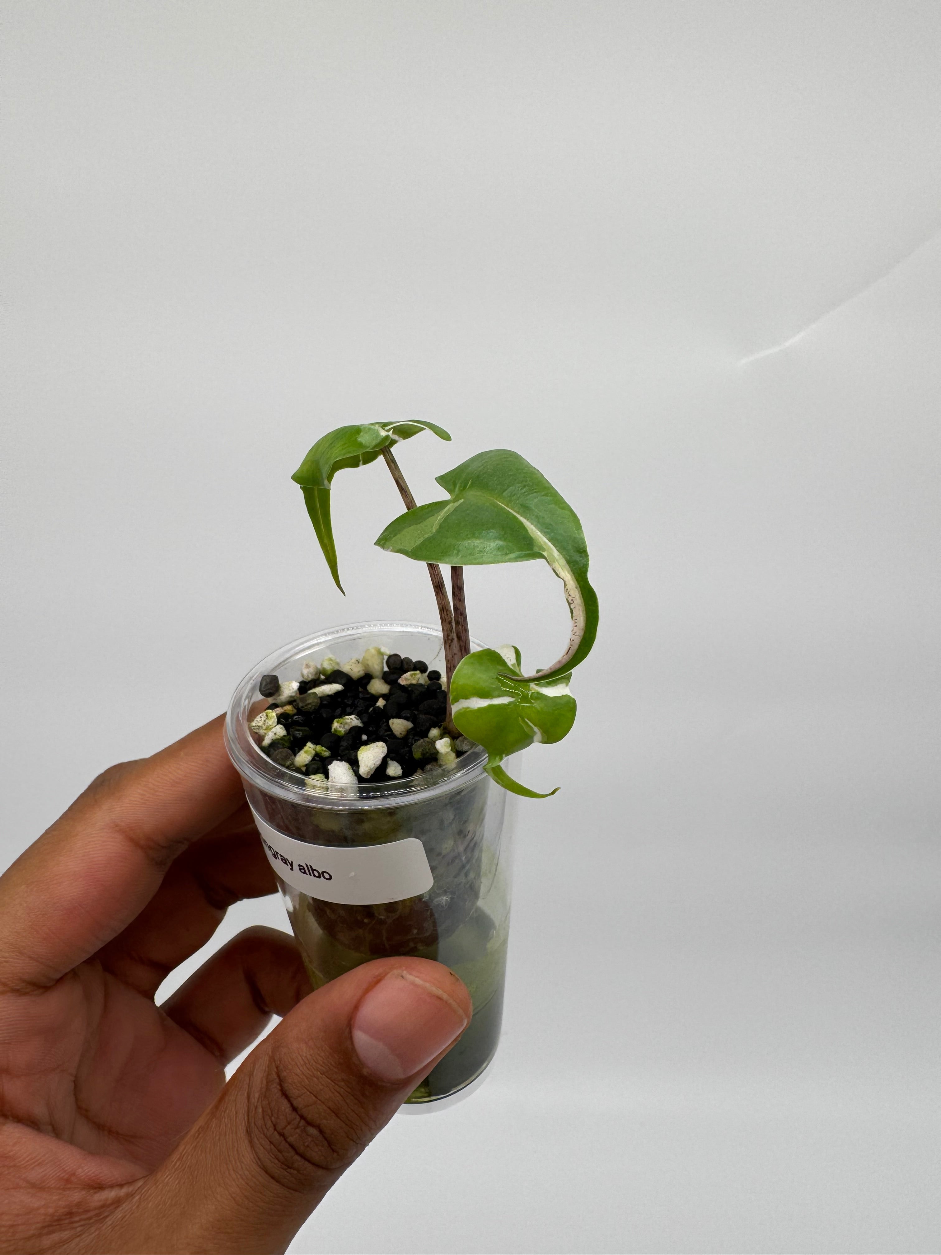 Alocasia Stingray Albo