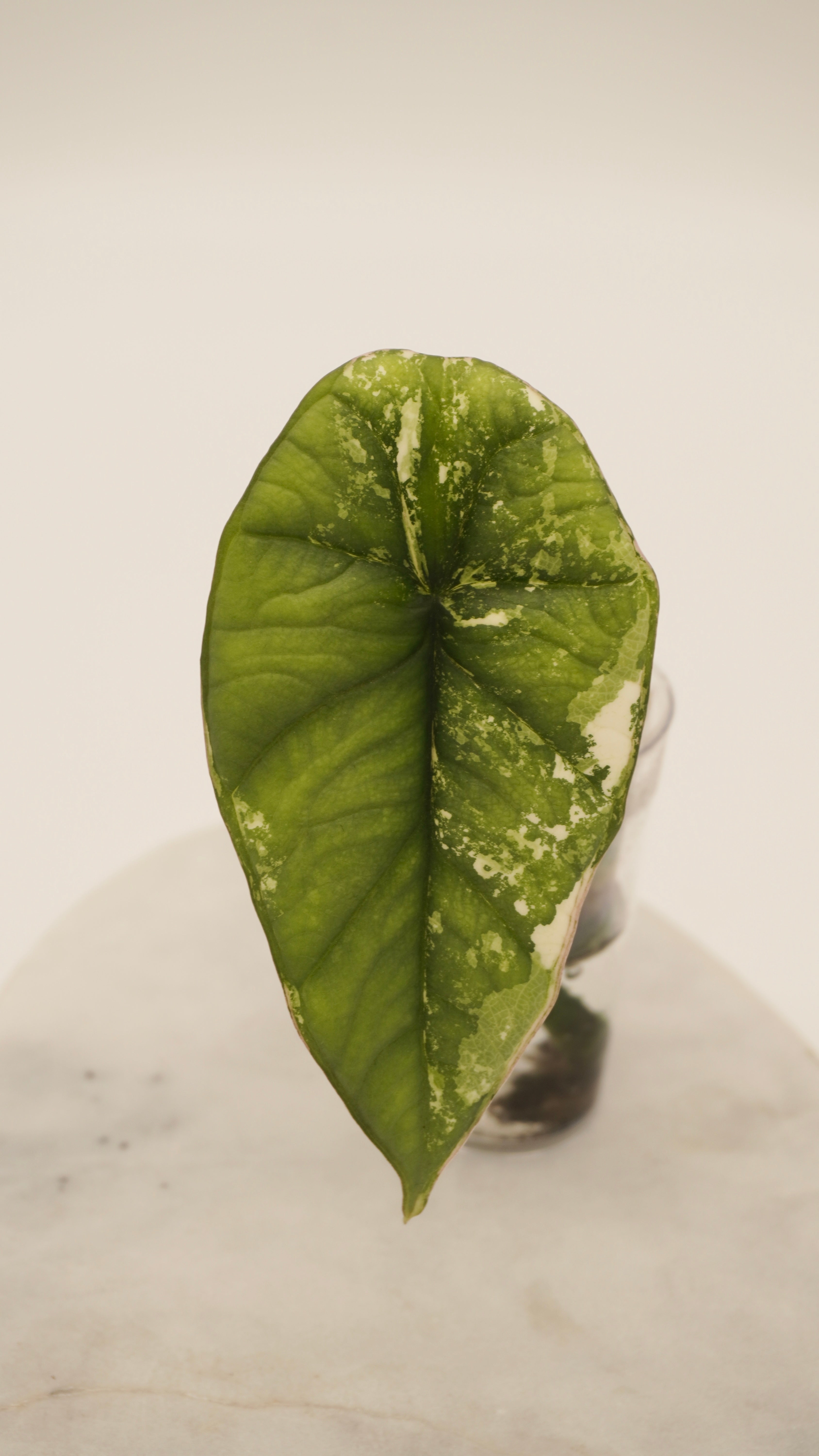 Alocasia Bisma Platinum albo
