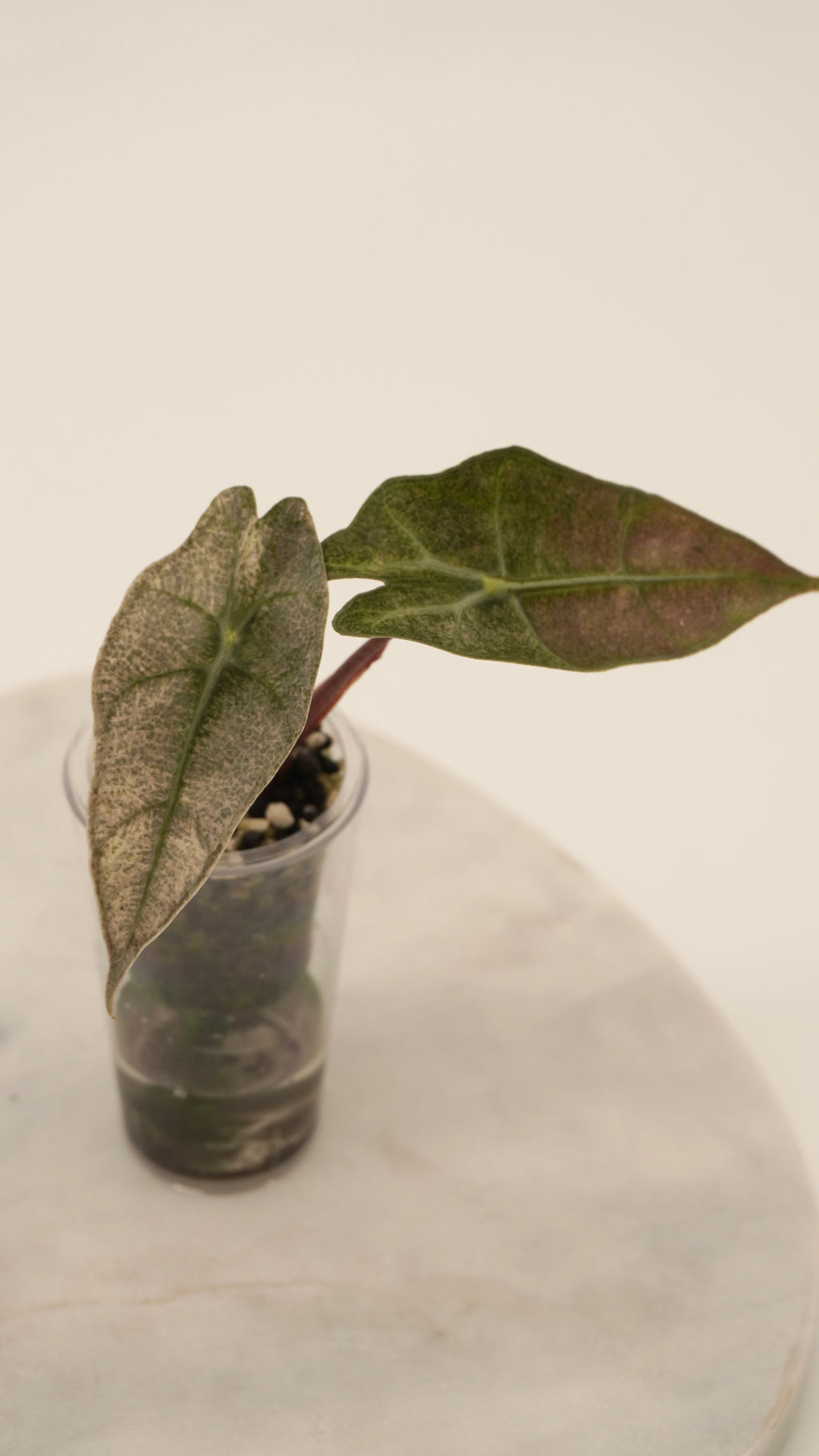 Alocasia Pink Polly “Ghost”