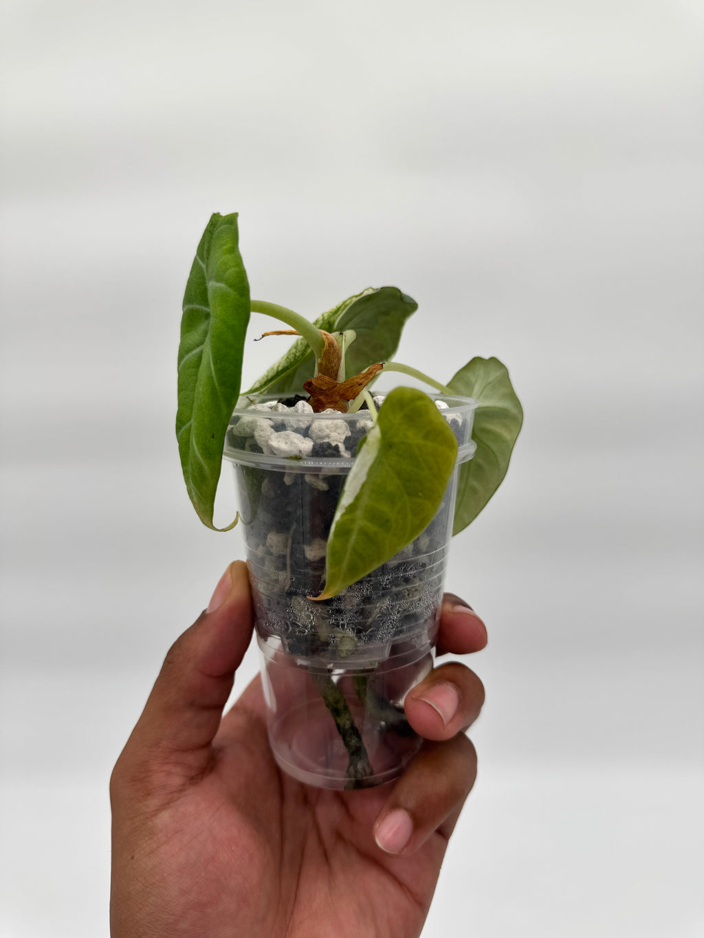 Alocasia Maharani Tri-Color CORM