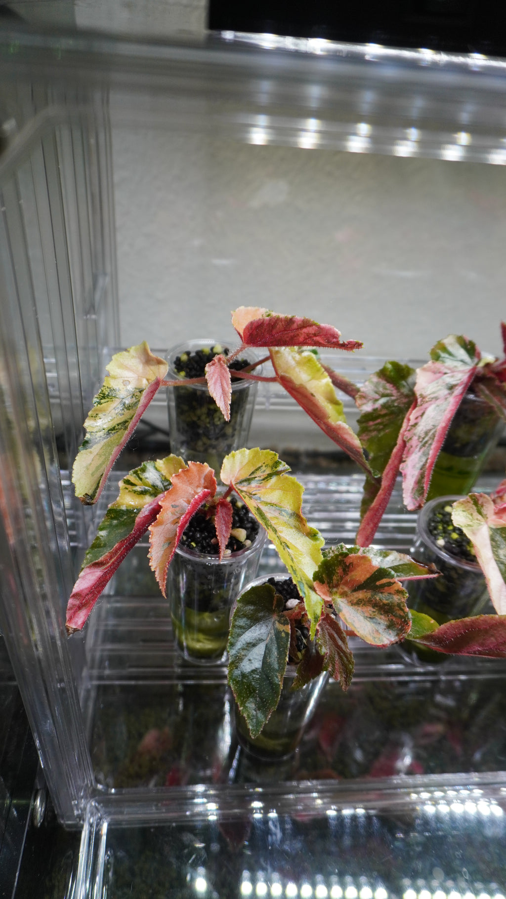 Ginny Galaxy begonia 5-7 leaves (Growers Choice)