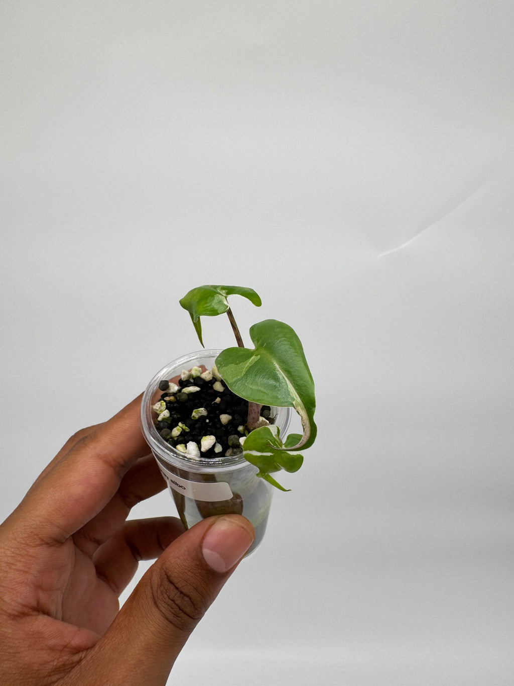 Alocasia Stingray Albo