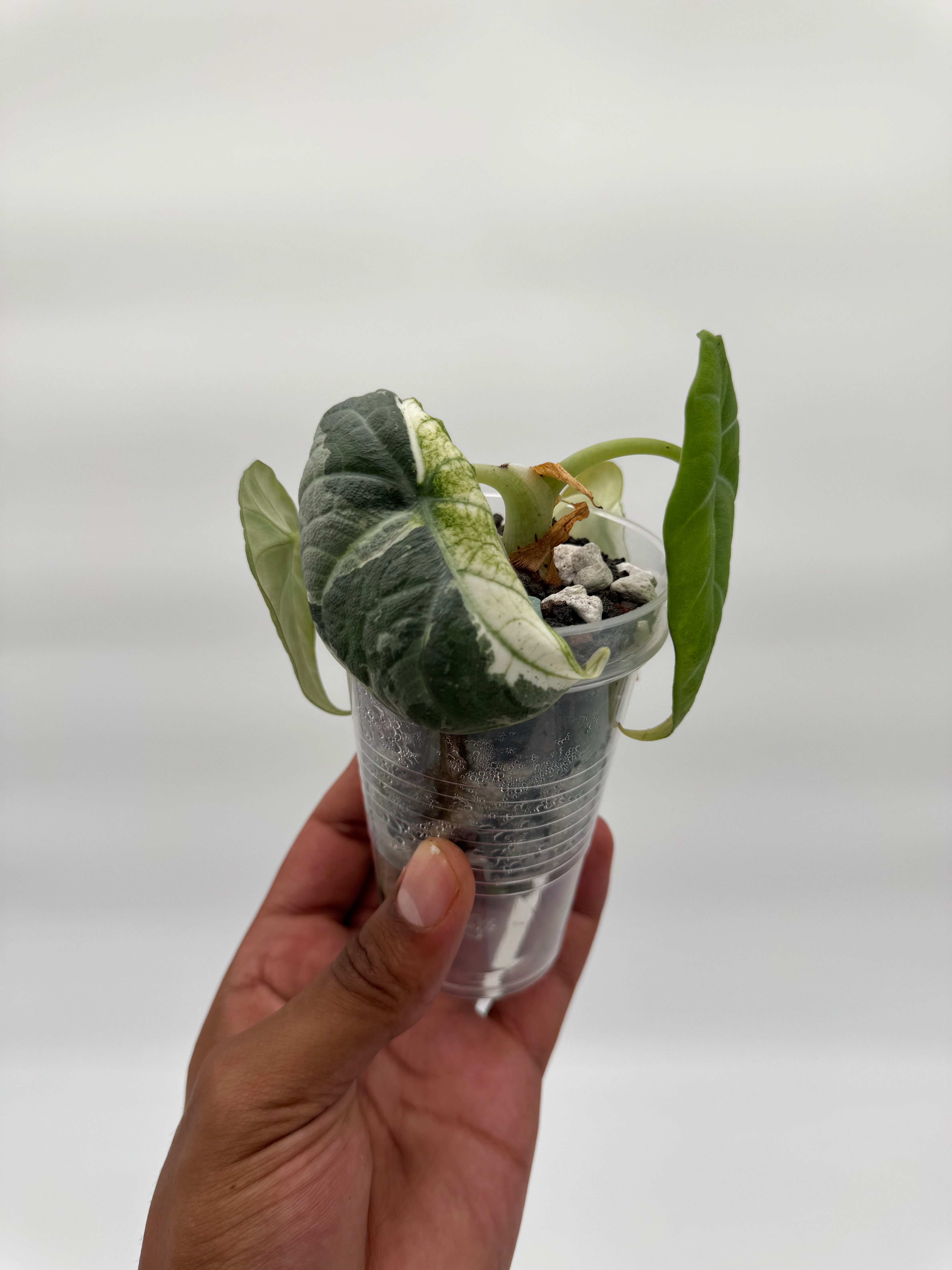 Alocasia Maharani Tri-Color CORM – Rareplantninja