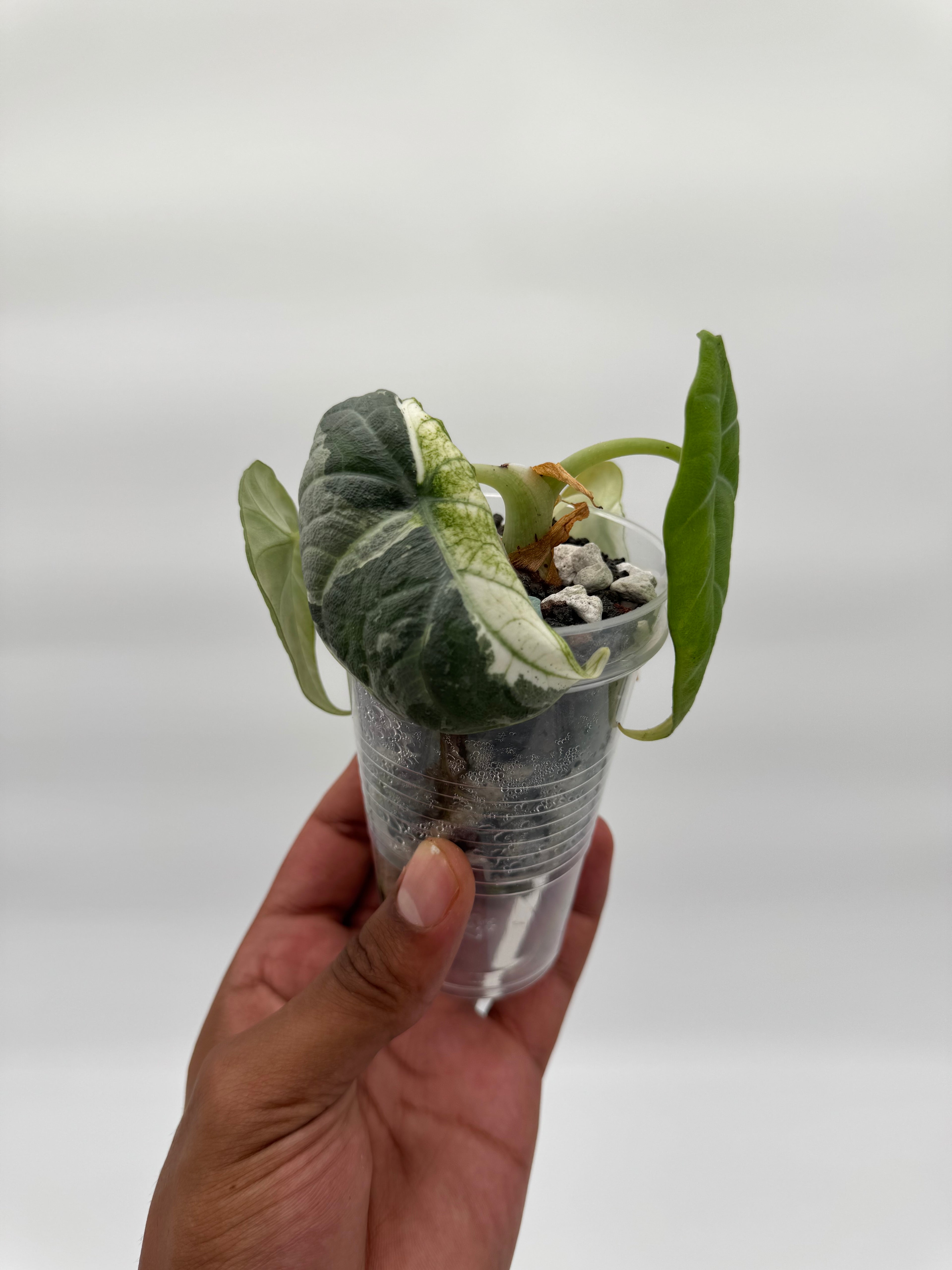 Alocasia Maharani Tri-Color CORM