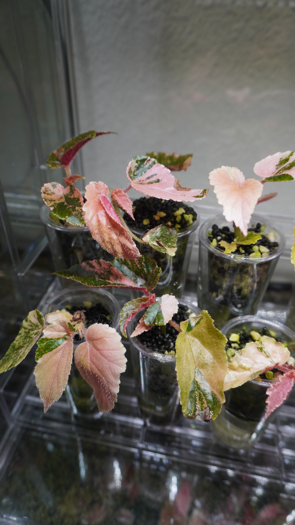 Ginny Galaxy begonia 5-7 leaves (Growers Choice)