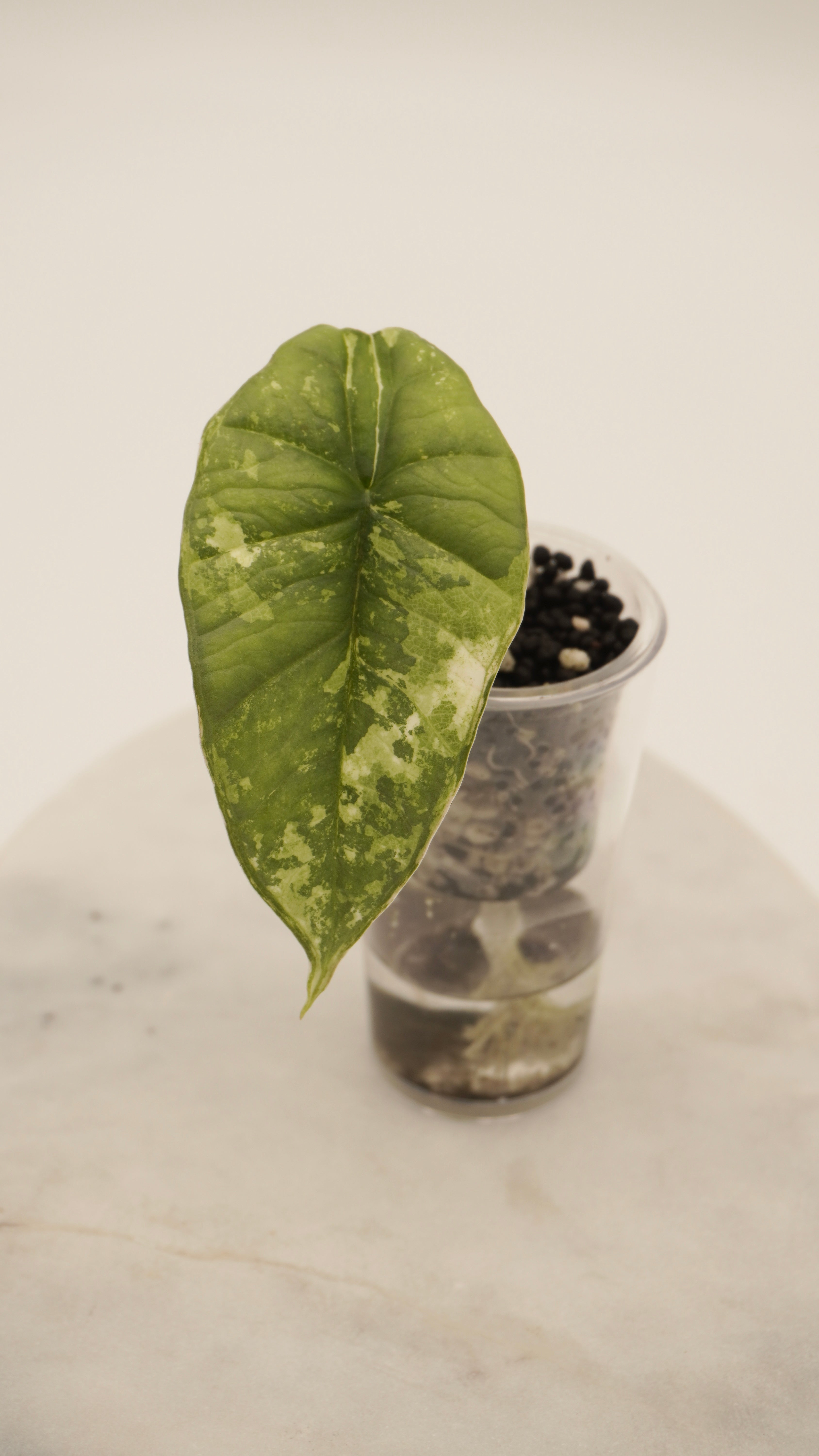Alocasia Bisma Platinum Albo