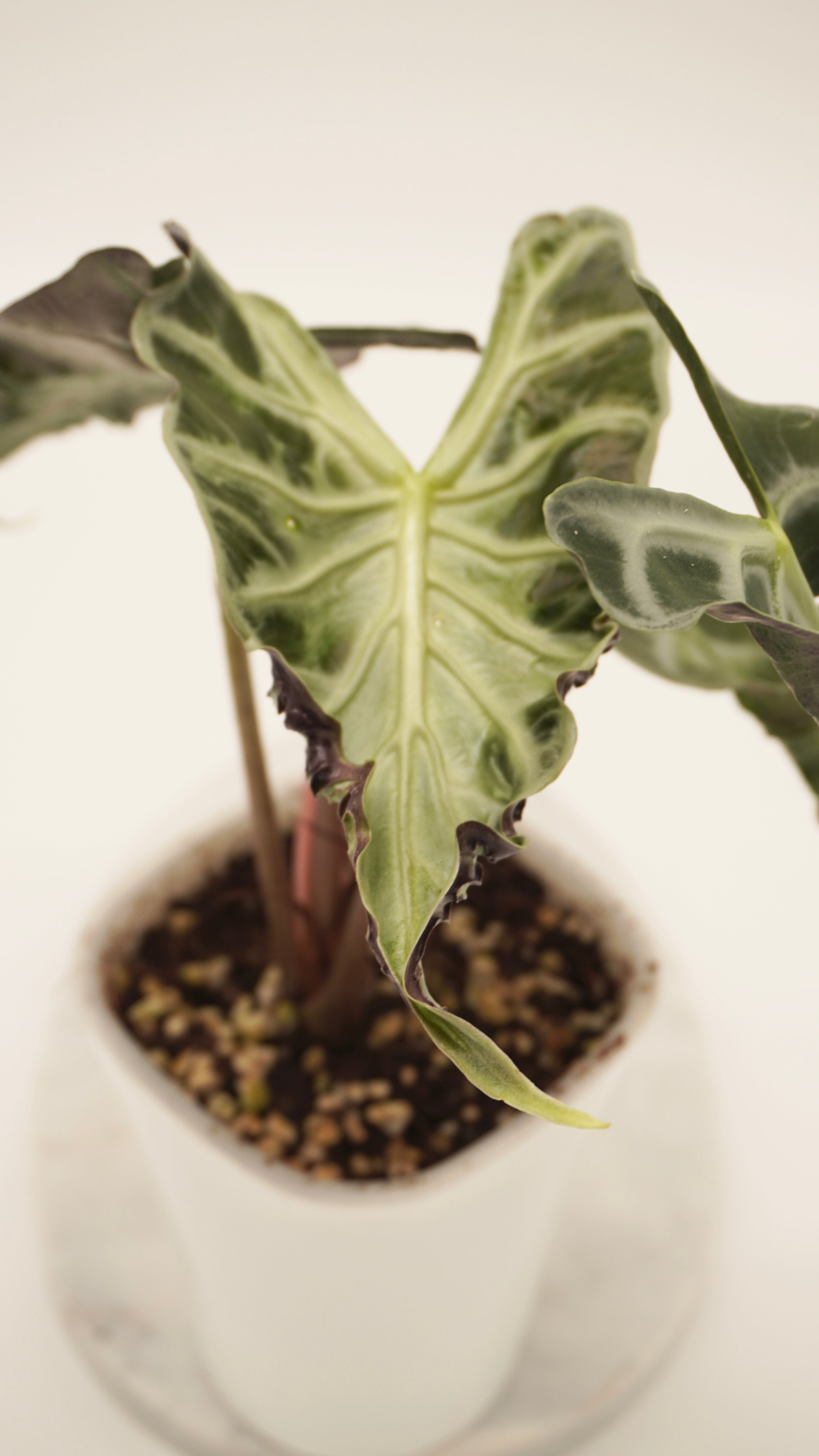 Alocasia loco CORM